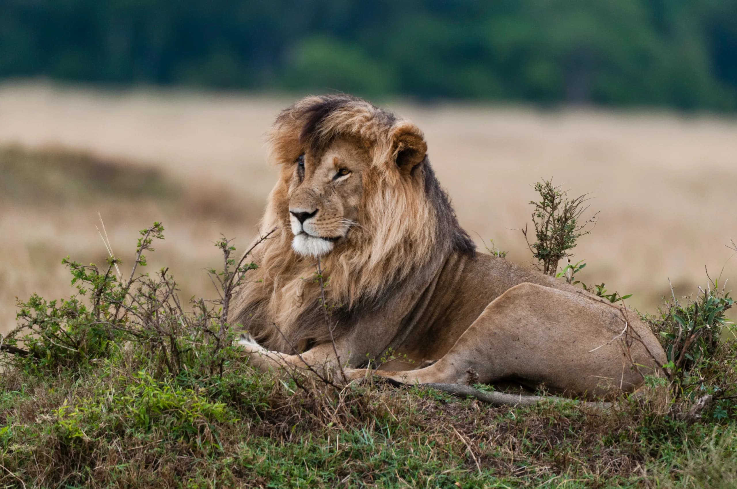 10-Day Kenya Ultimate Experience, a Kenya safari