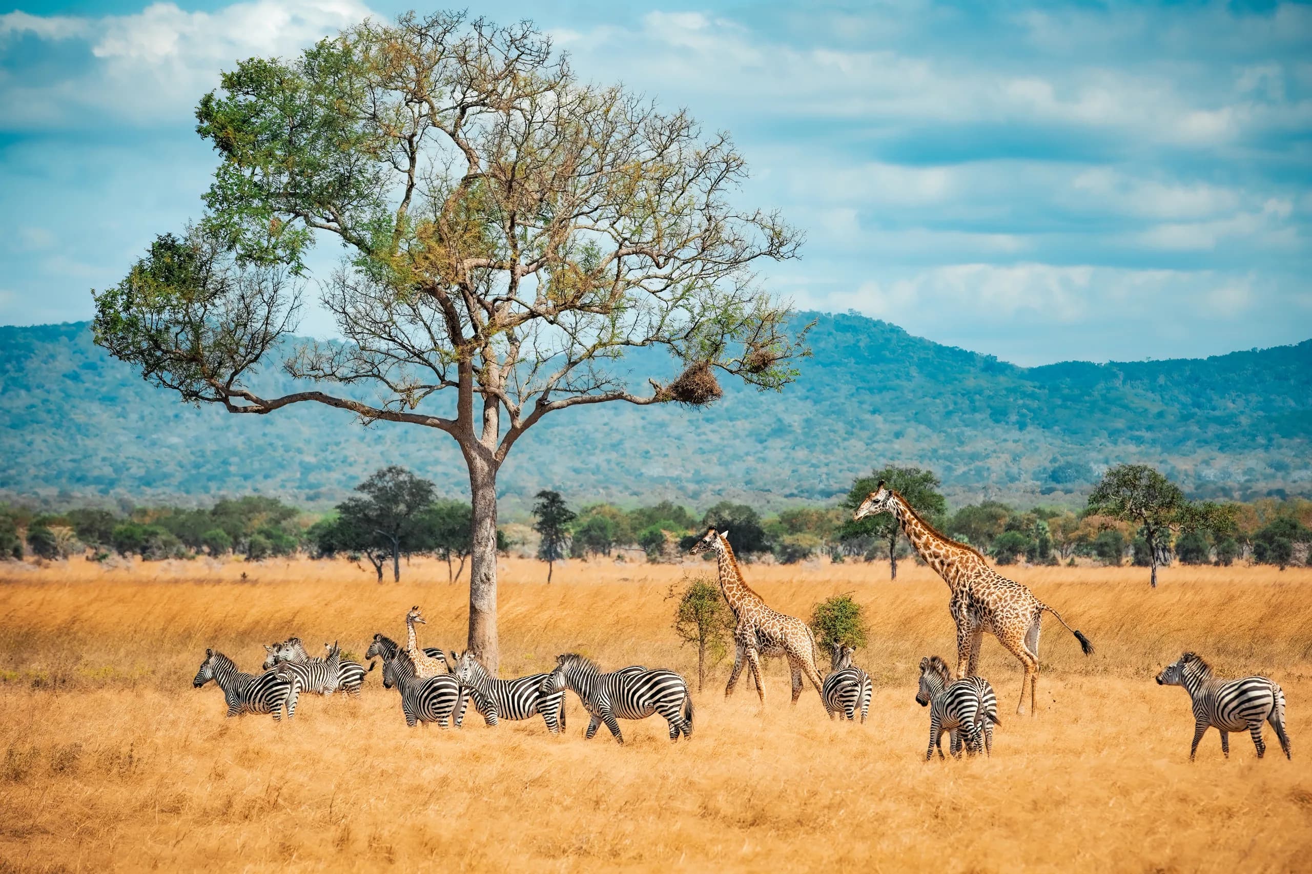 3-Day Masai Mara Experience, a Kenya safari