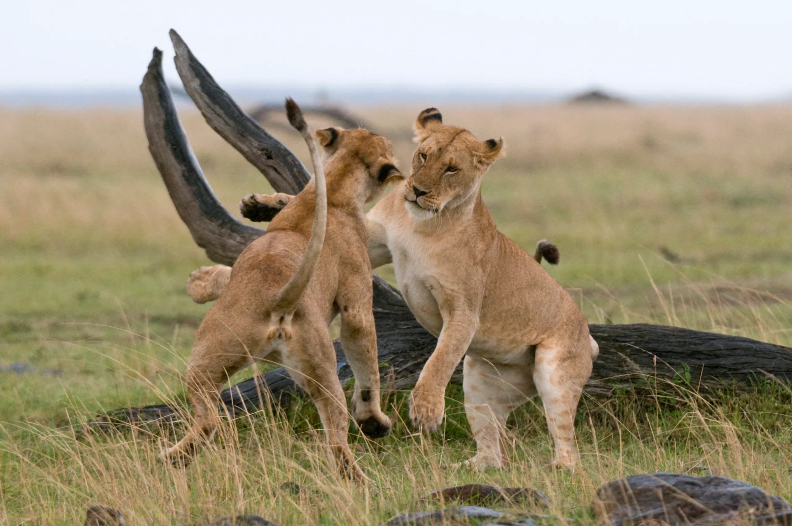 3-Day Serengeti Experience, a Tanzania safari