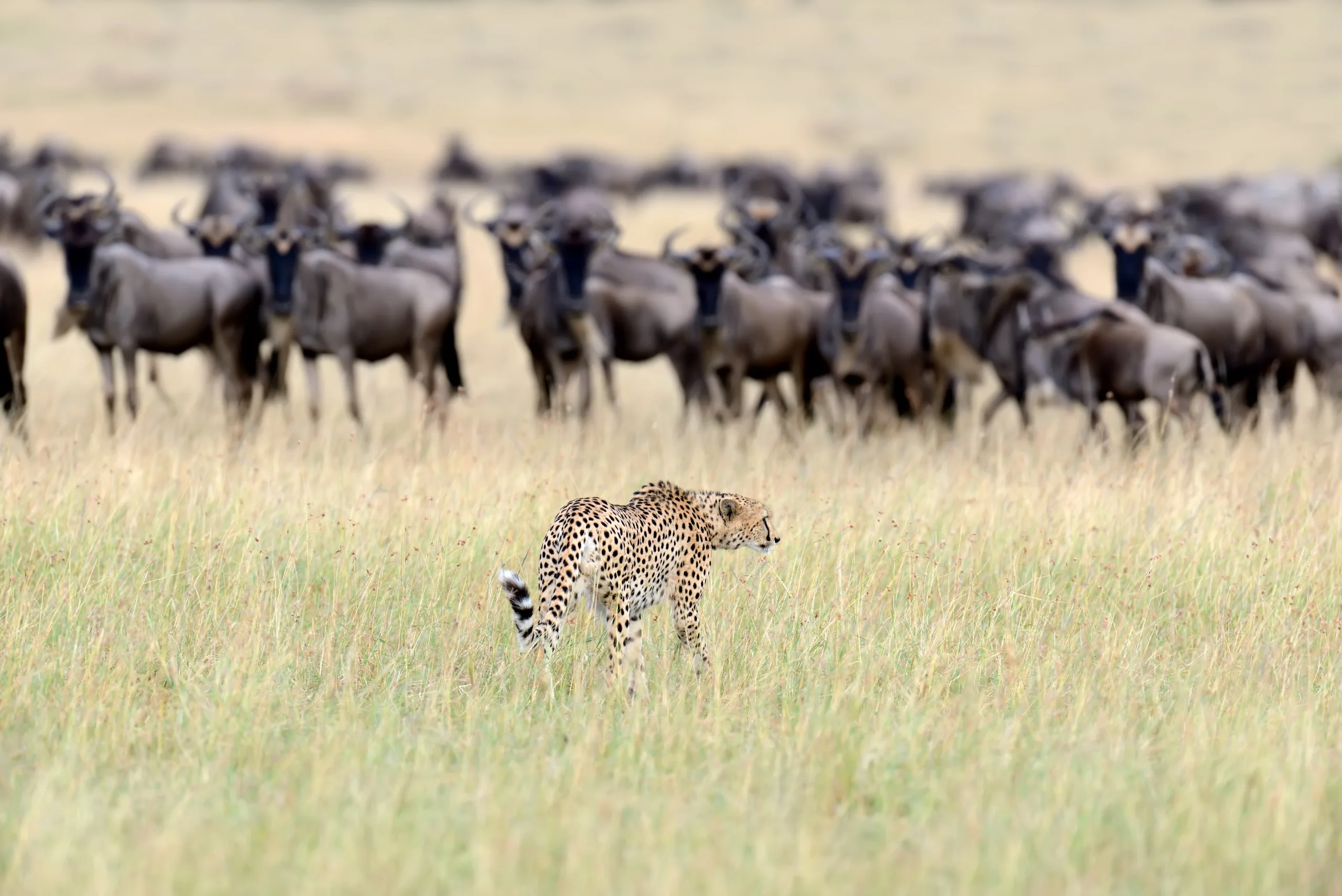 4-Day Serengeti & Ngorongoro Adventure, a Tanzania safari