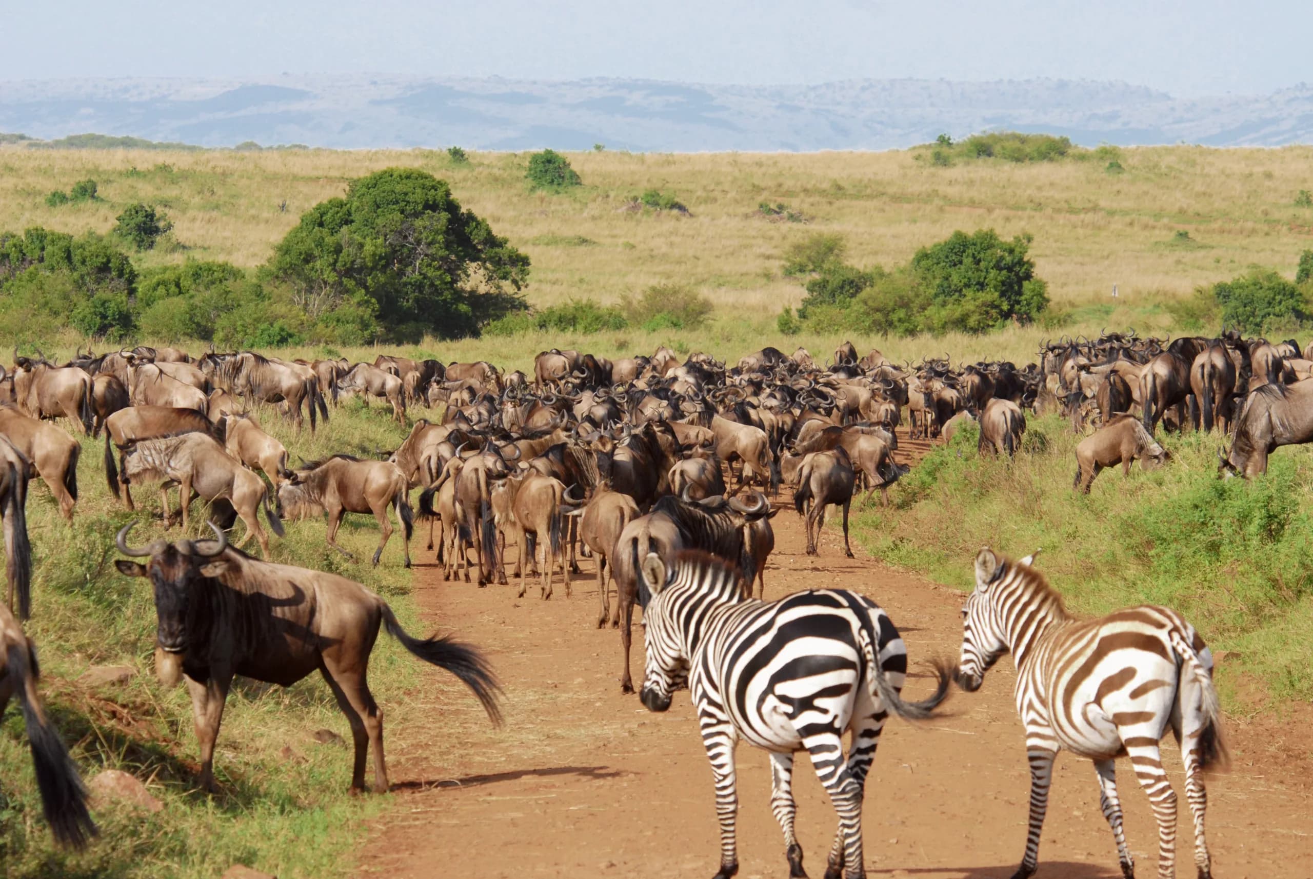 4-Day Wild Kenya Adventure, a Kenya safari