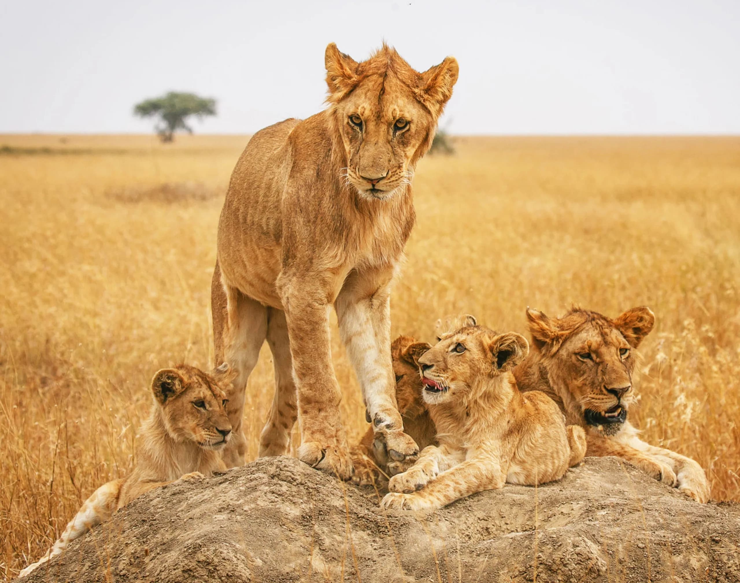 5-Day Kenya Signature Safari, a Kenya safari