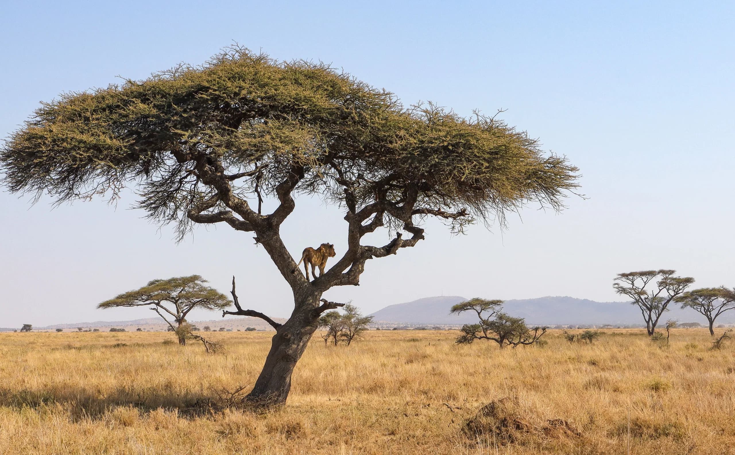 5-Day Tanzania Signature Safari, a Tanzania safari