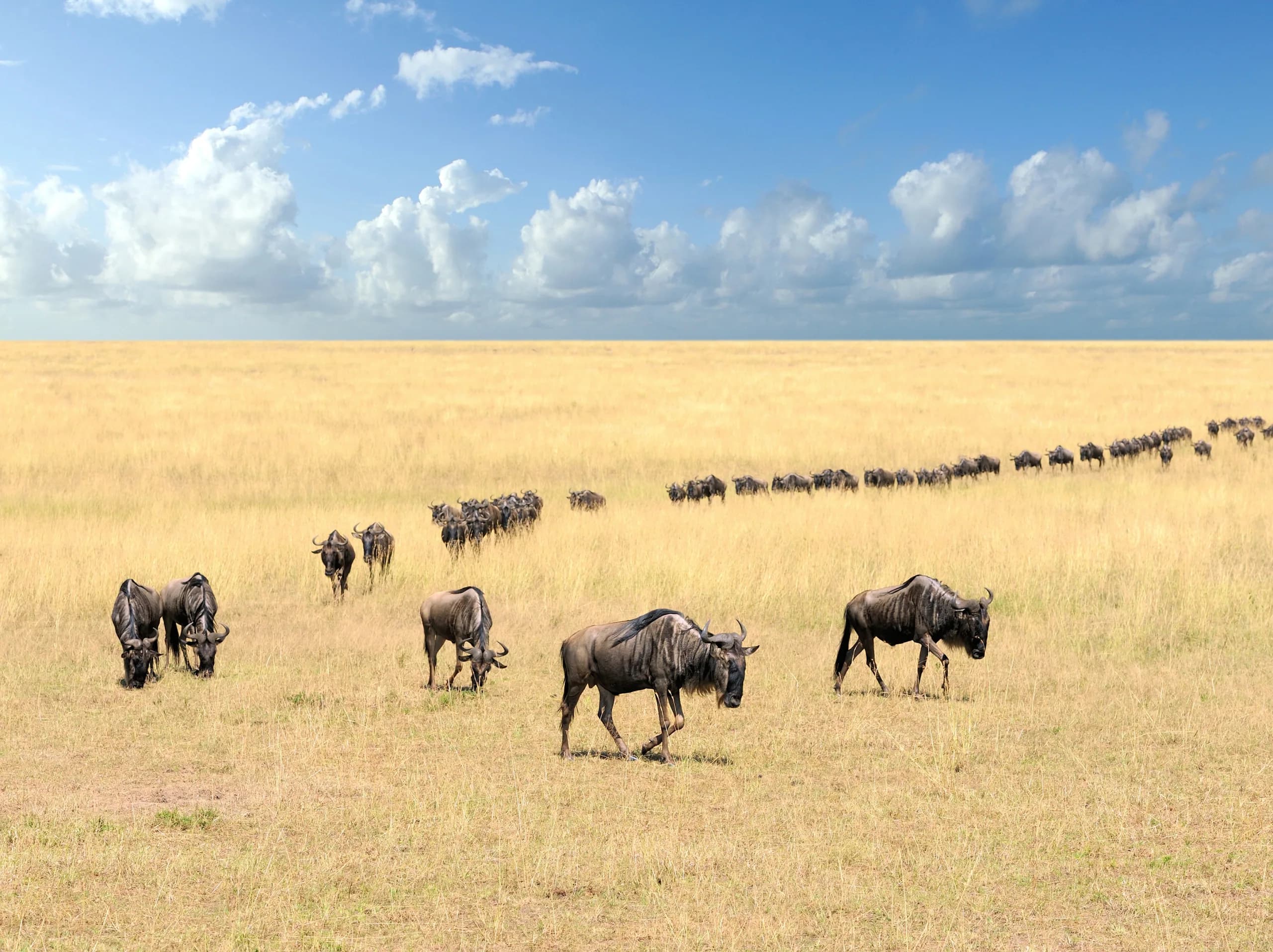 7-Day Kenya Complete Journey, a Kenya safari