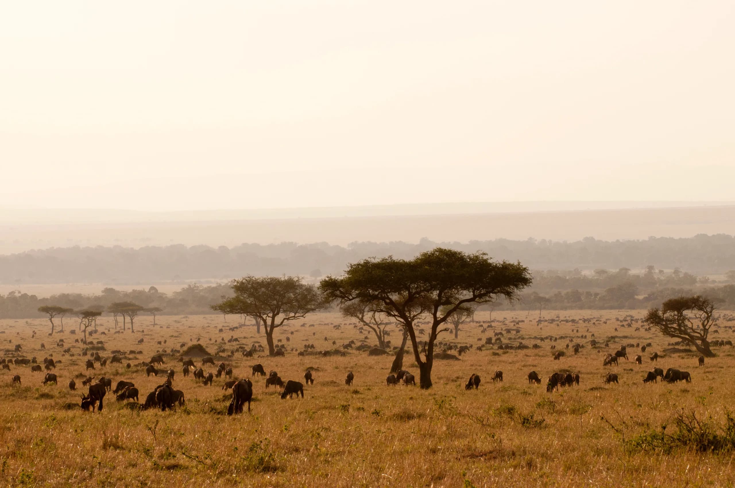 7-Day Tanzania Complete Journey, a Tanzania safari