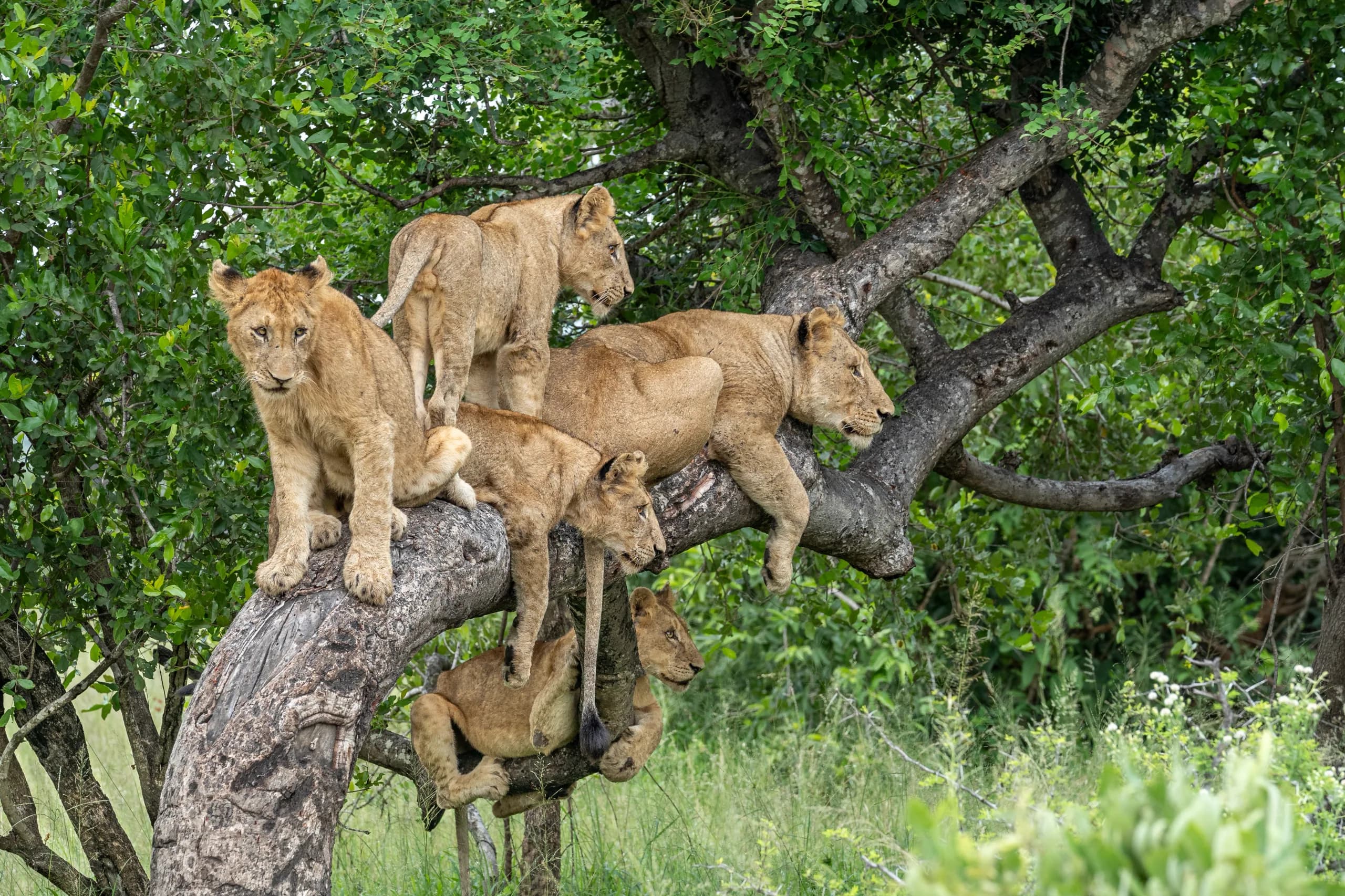 Lake Manyara, Tanzania
