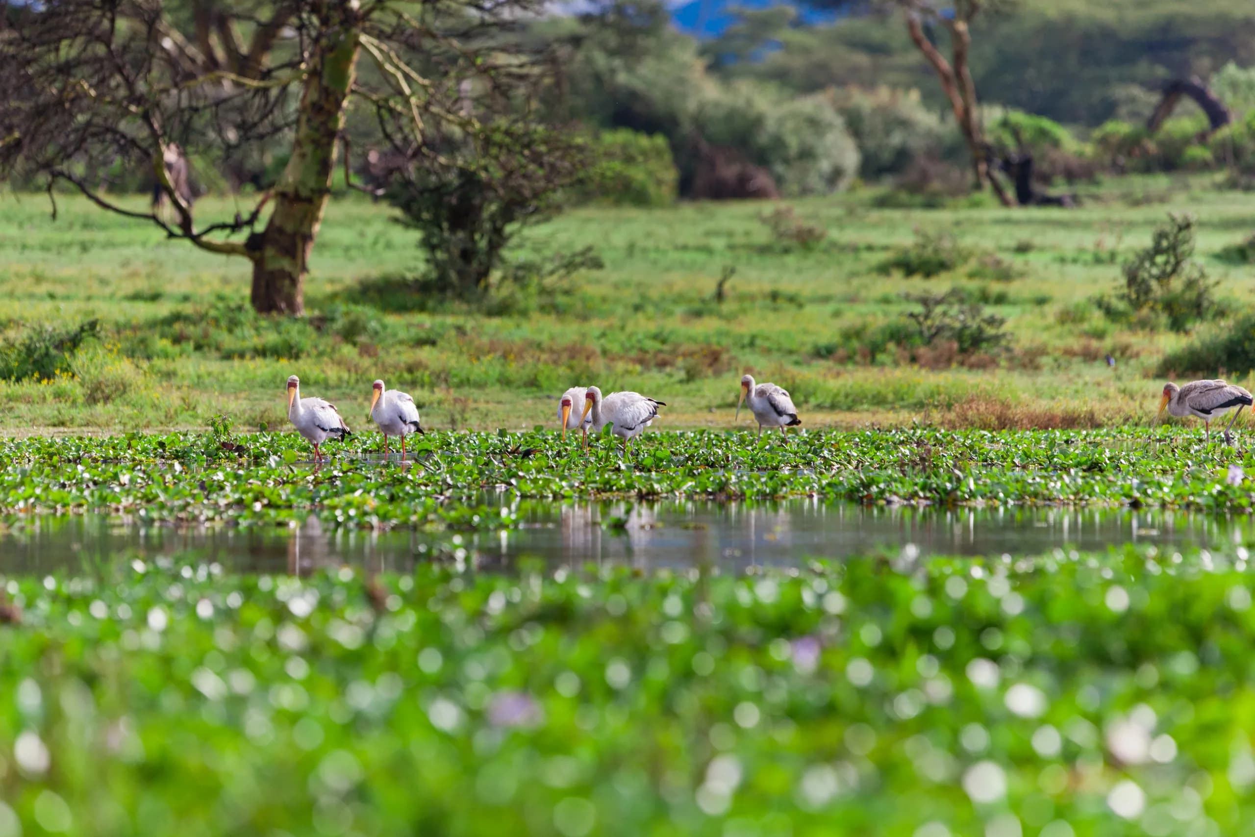 Lake Naivasha, Kenya