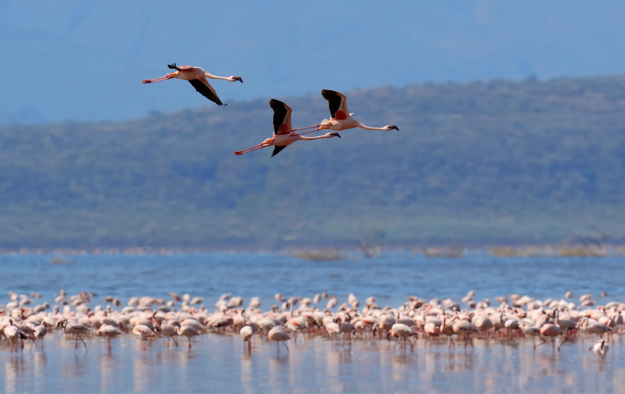 Lake Nakuru, Kenya
