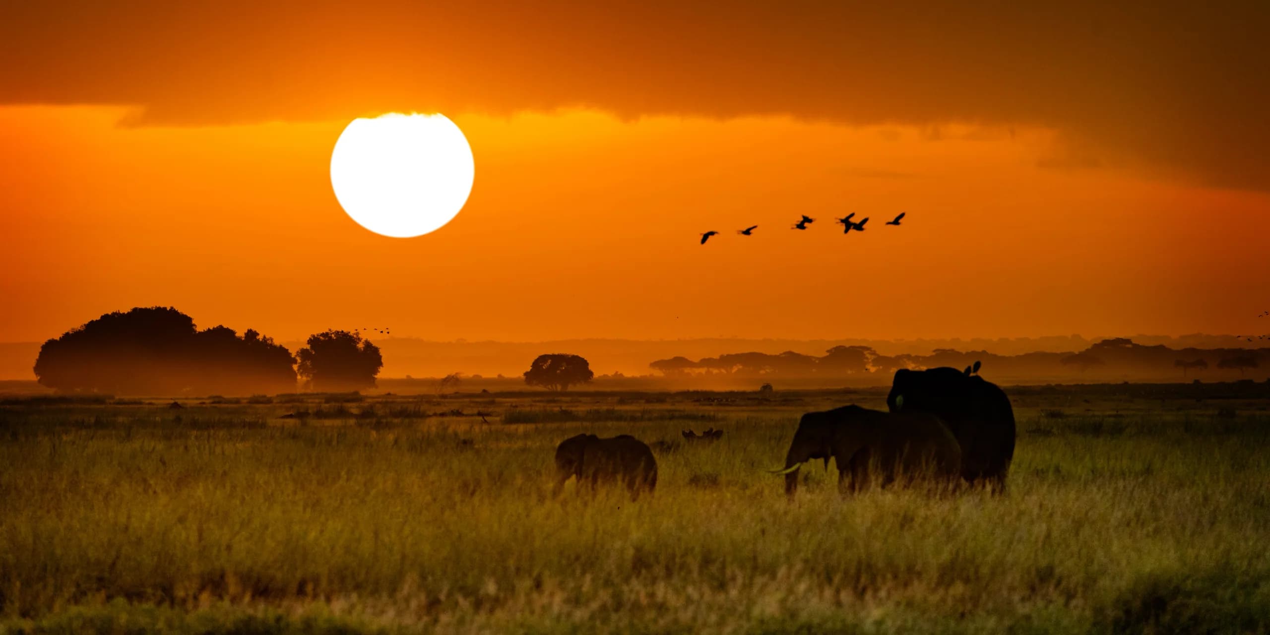 Elephants crossing the open plains at sunset in East Africa