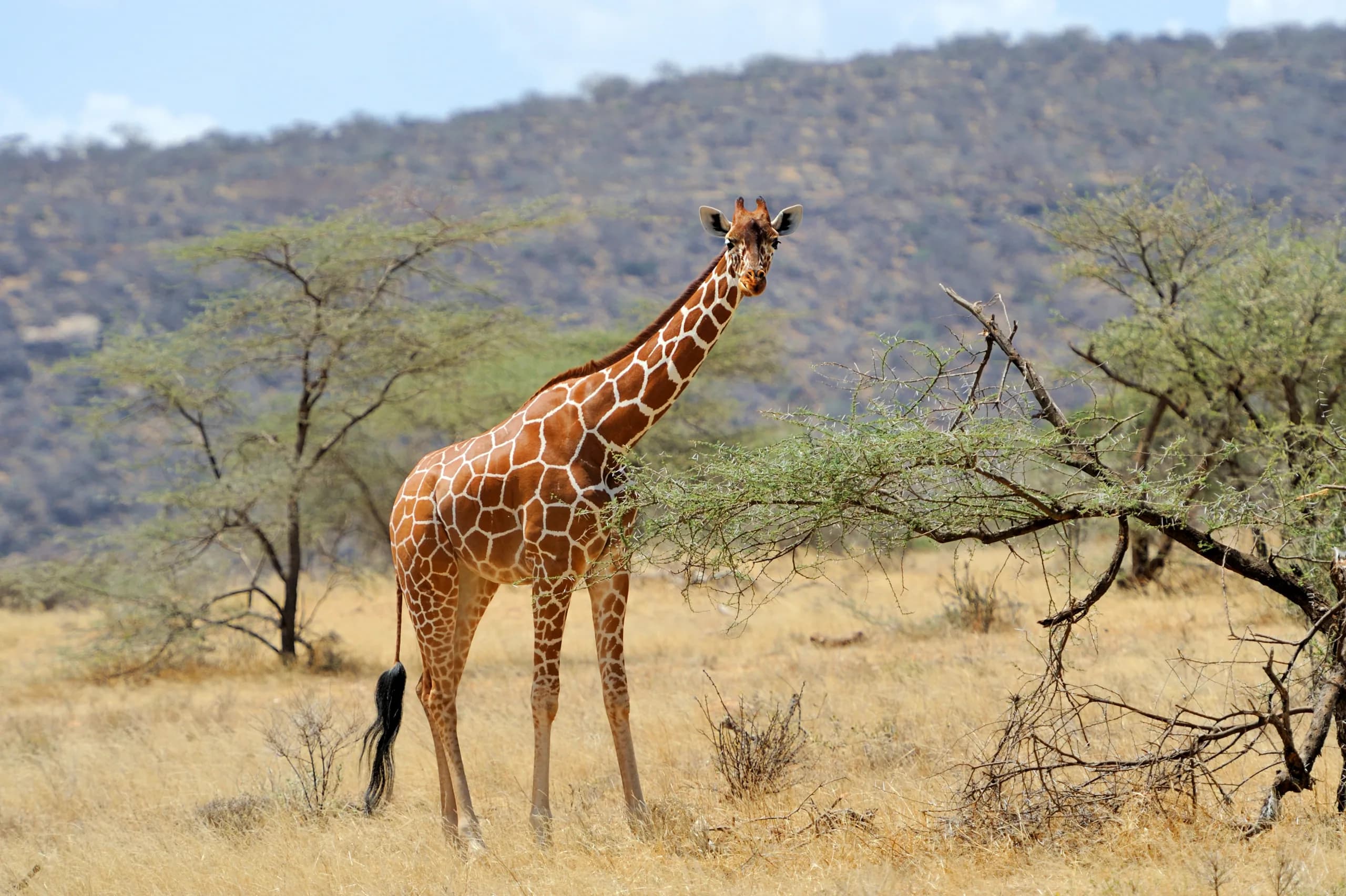 Samburu, Kenya