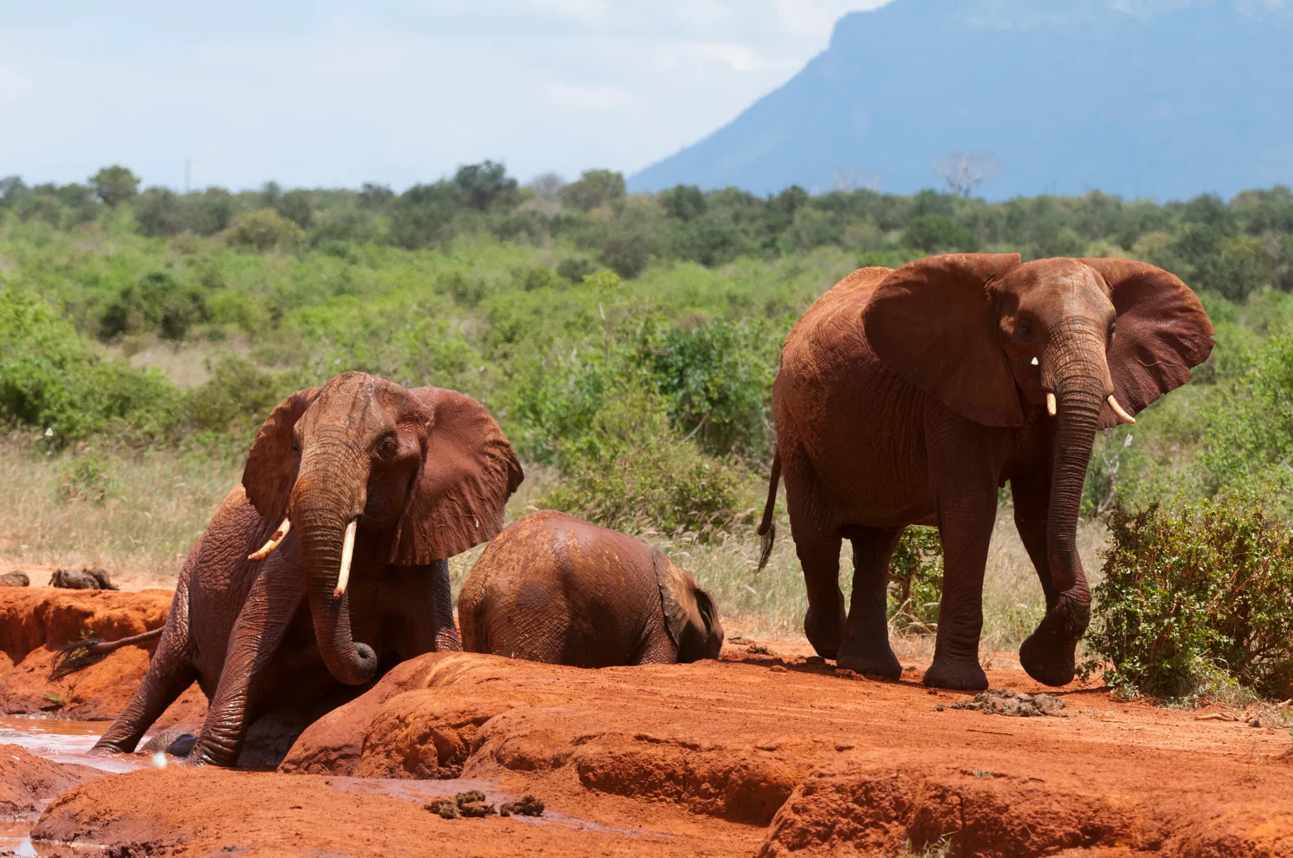 Tsavo East, Kenya