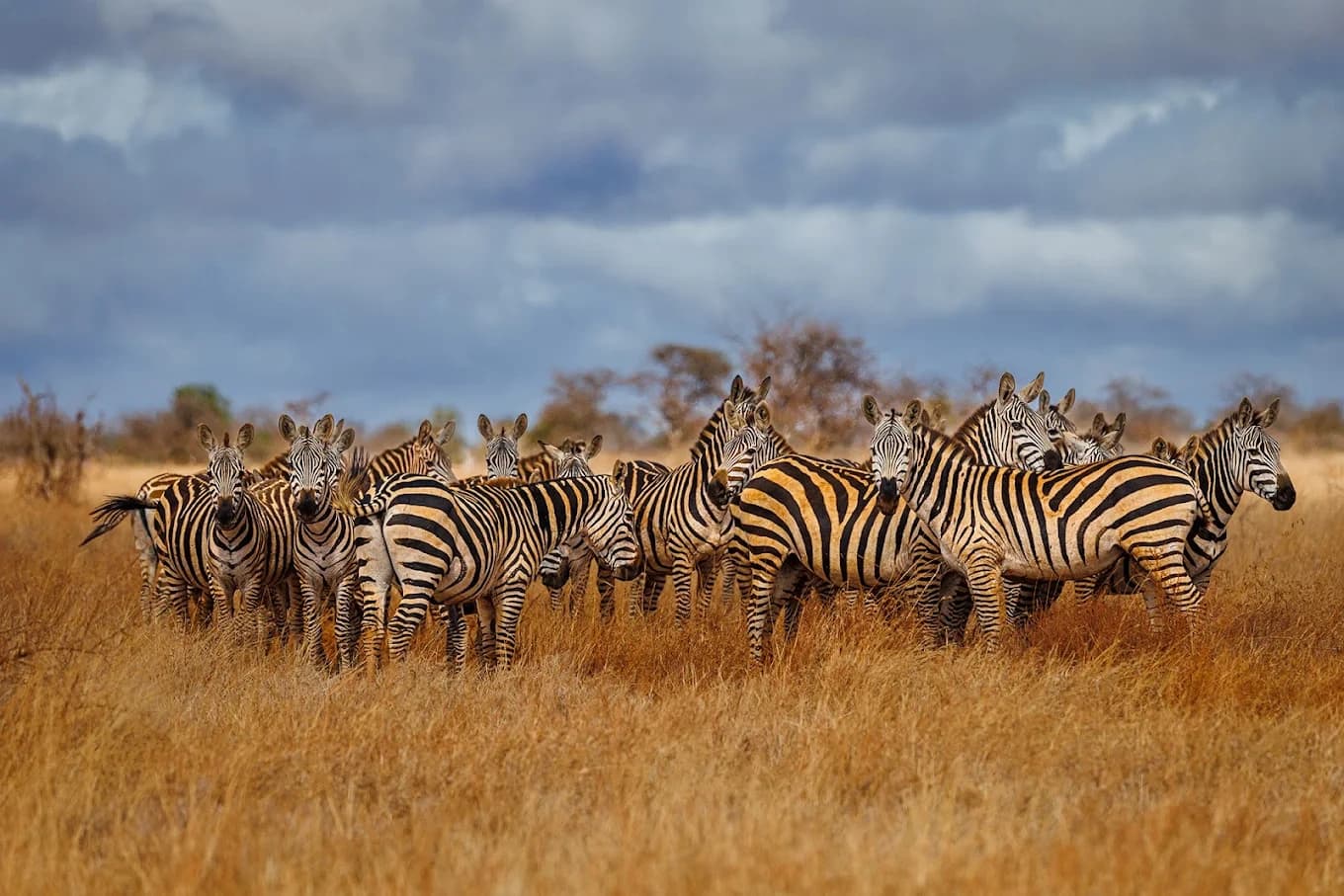 Tsavo West, Kenya
