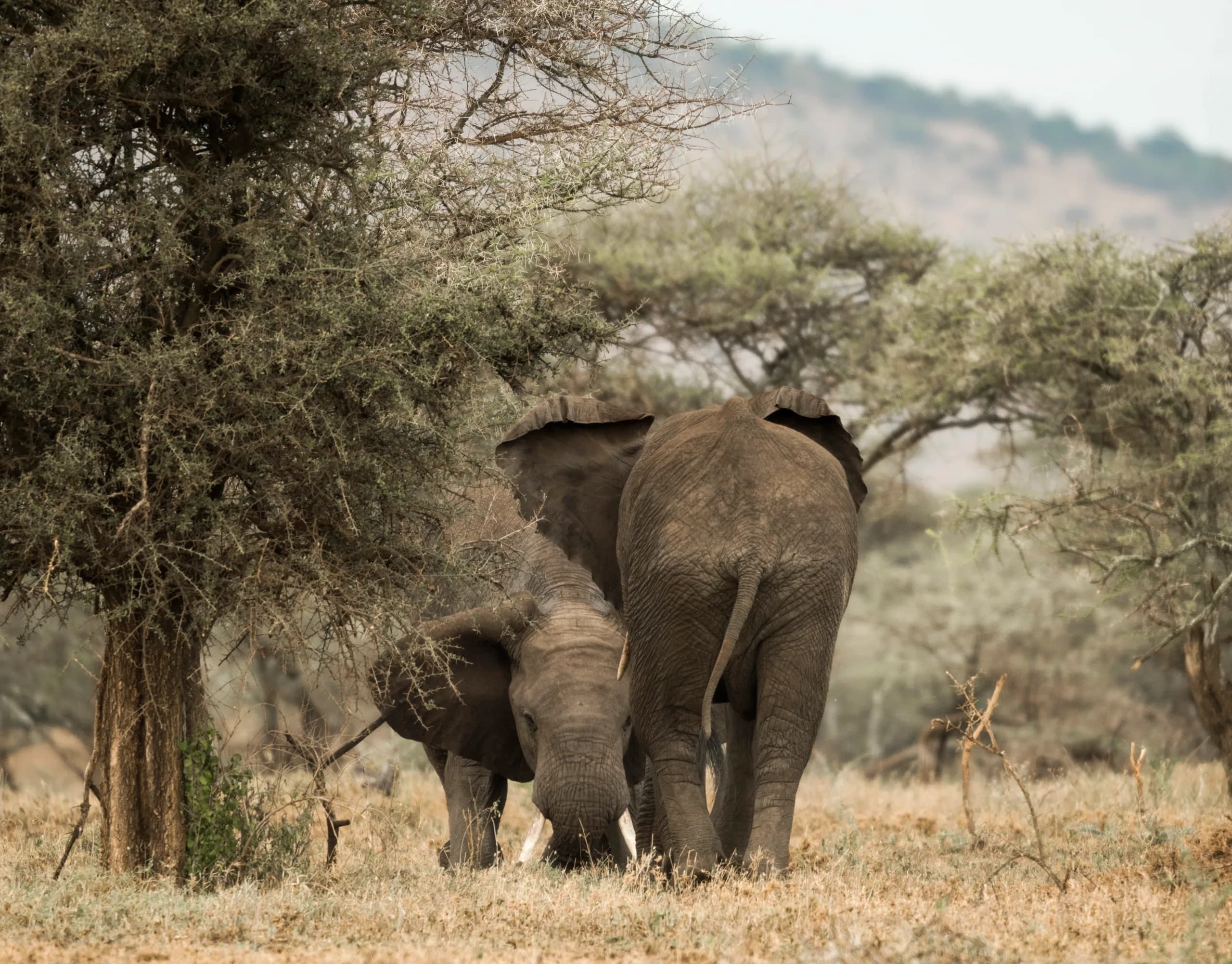Tarangire, Tanzania