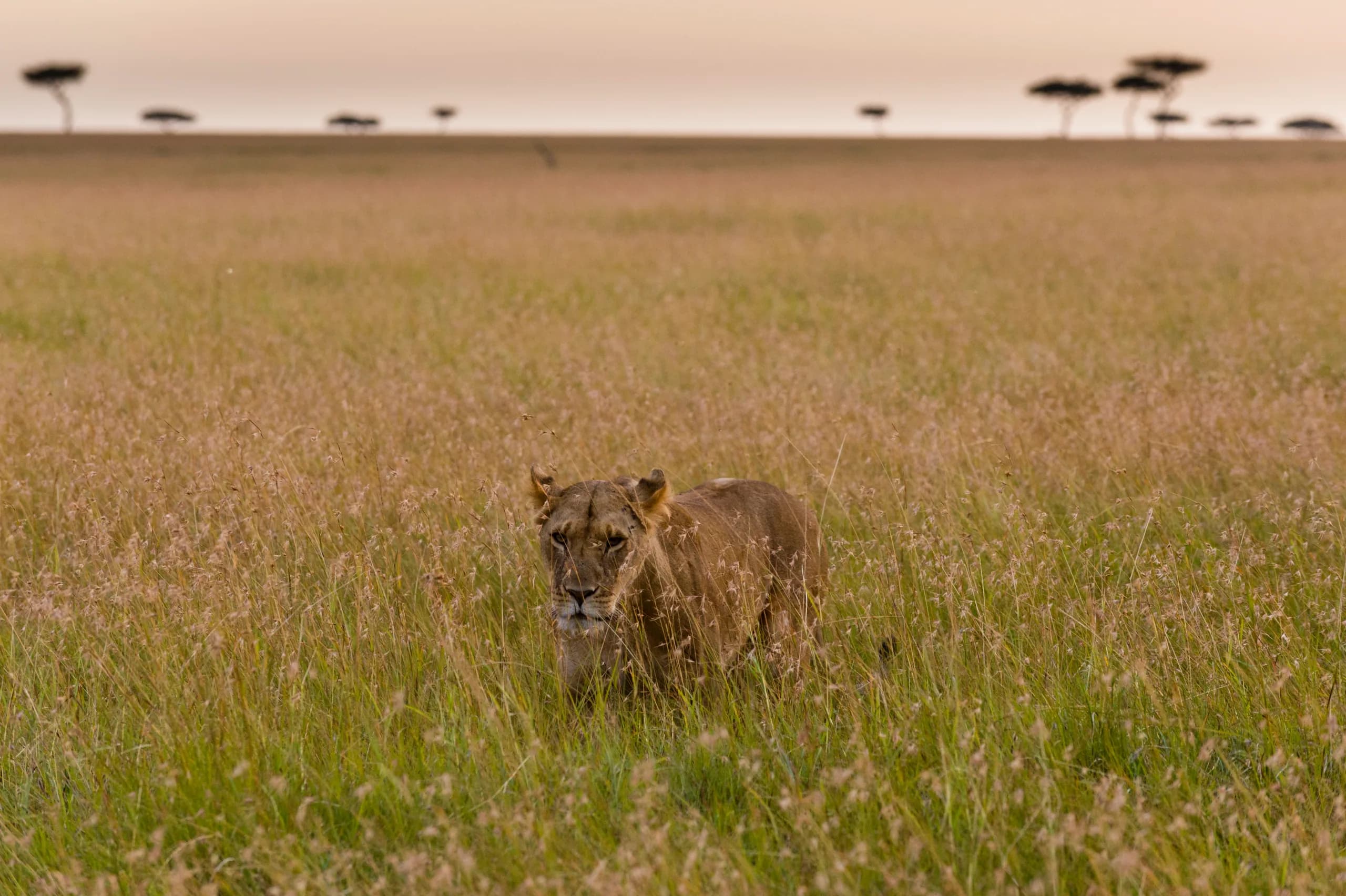 Serengeti, Tanzania