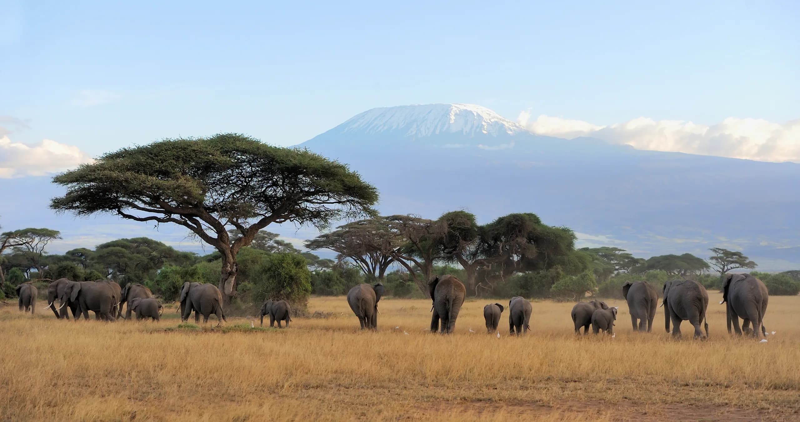 Family Safaris