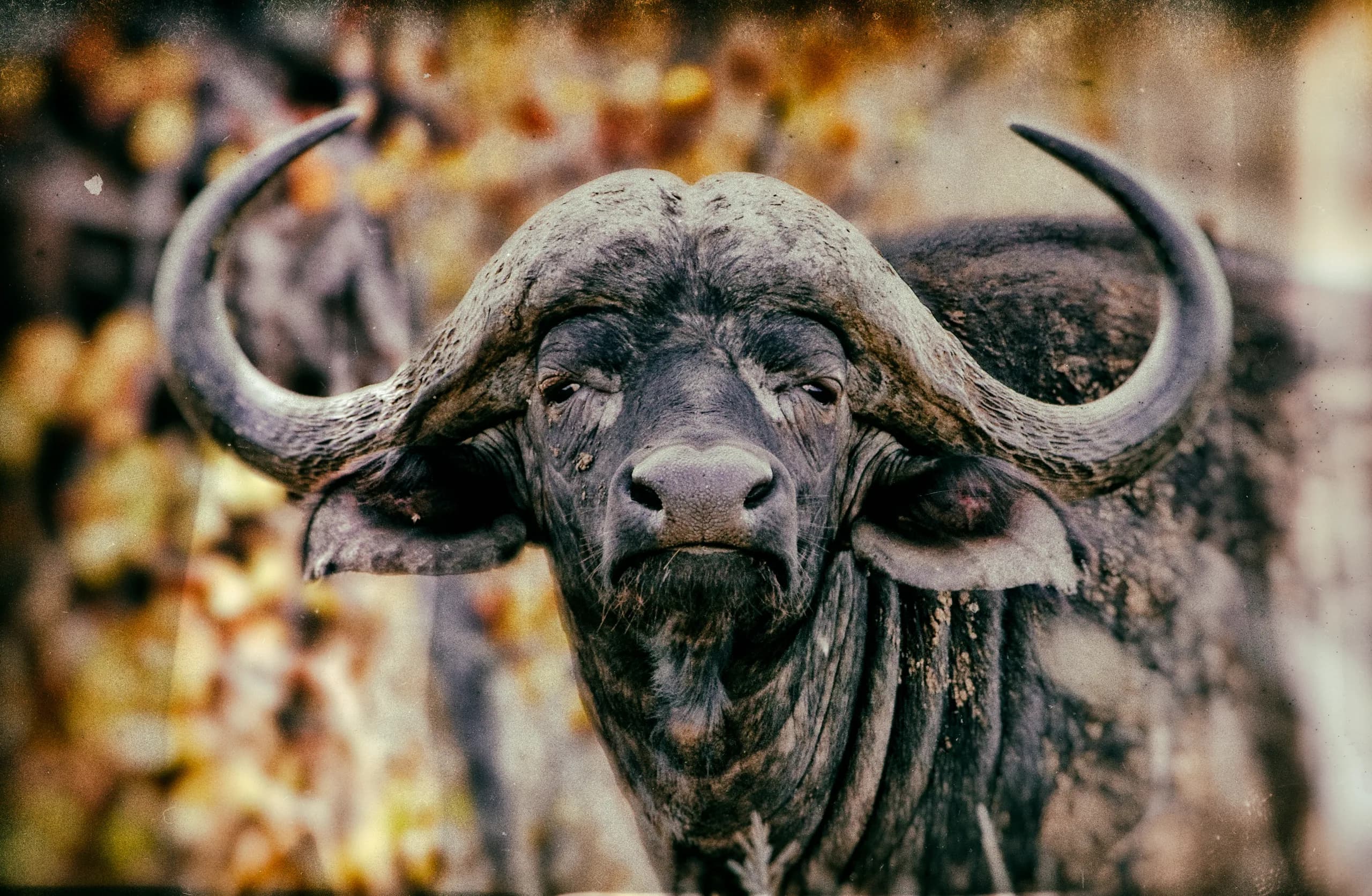 Cape Buffalo