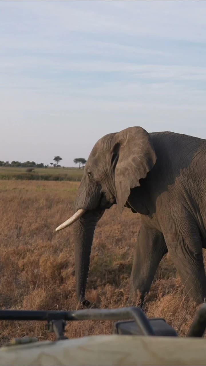 African Elephant