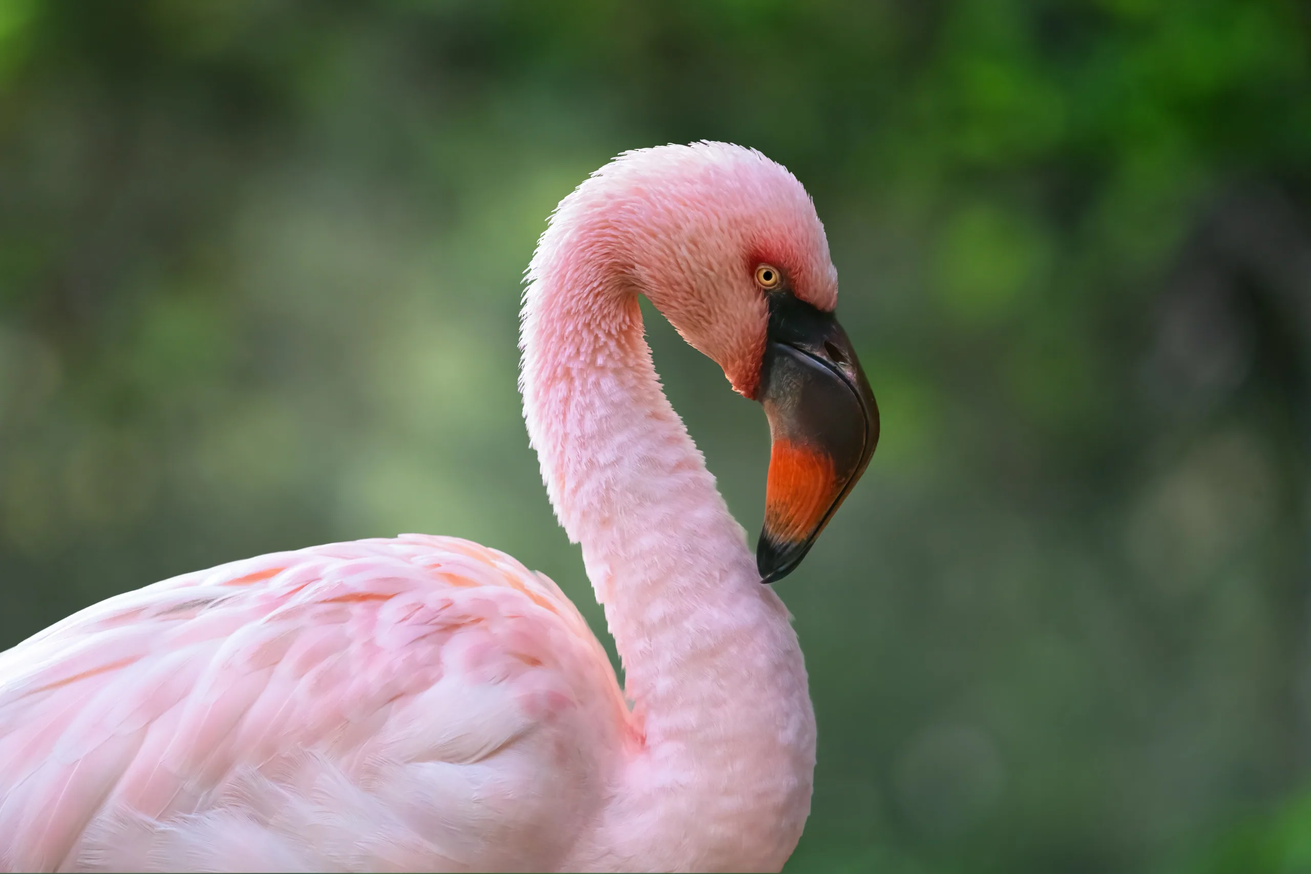 Lesser Flamingo (Phoeniconaias minor)