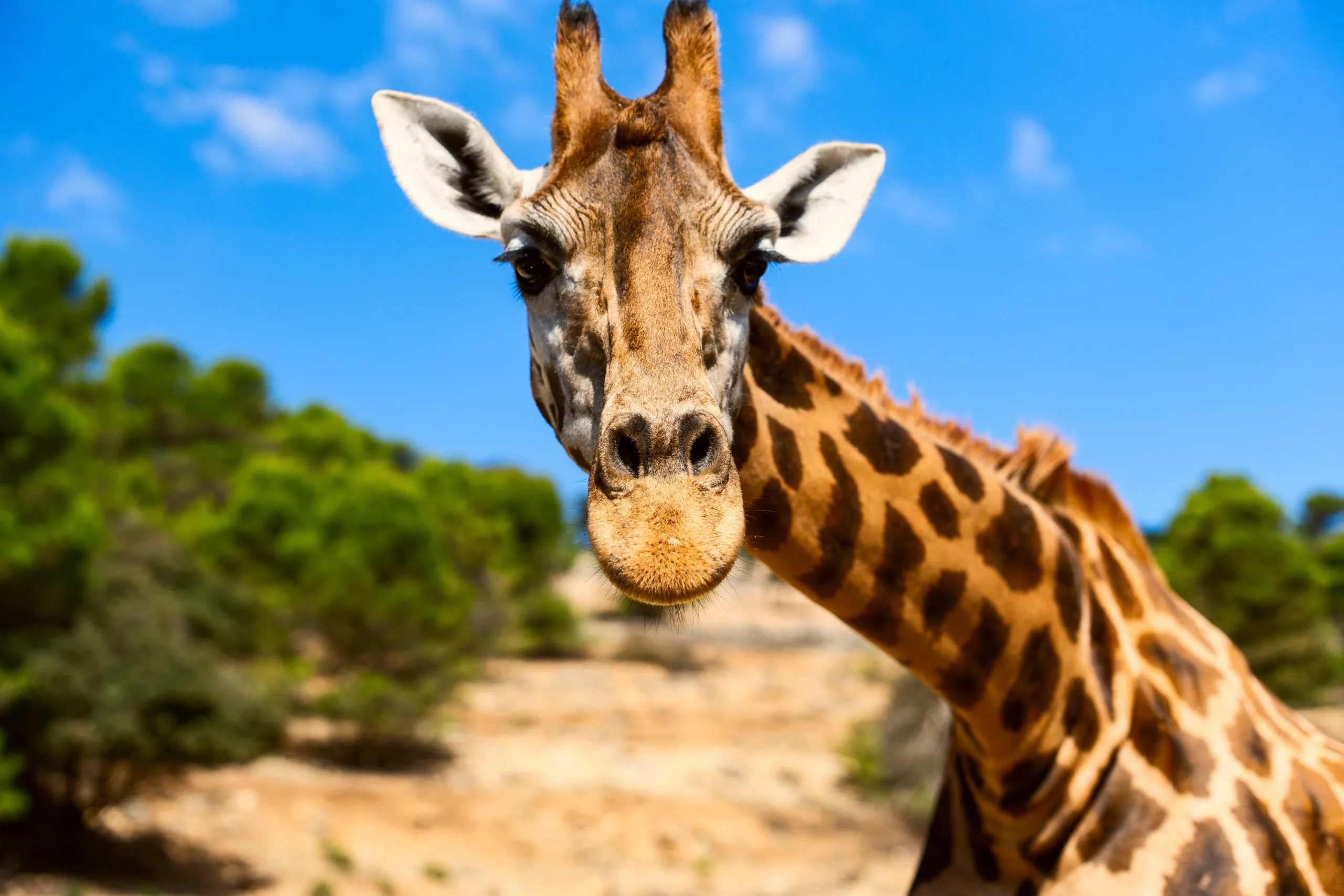Giraffe