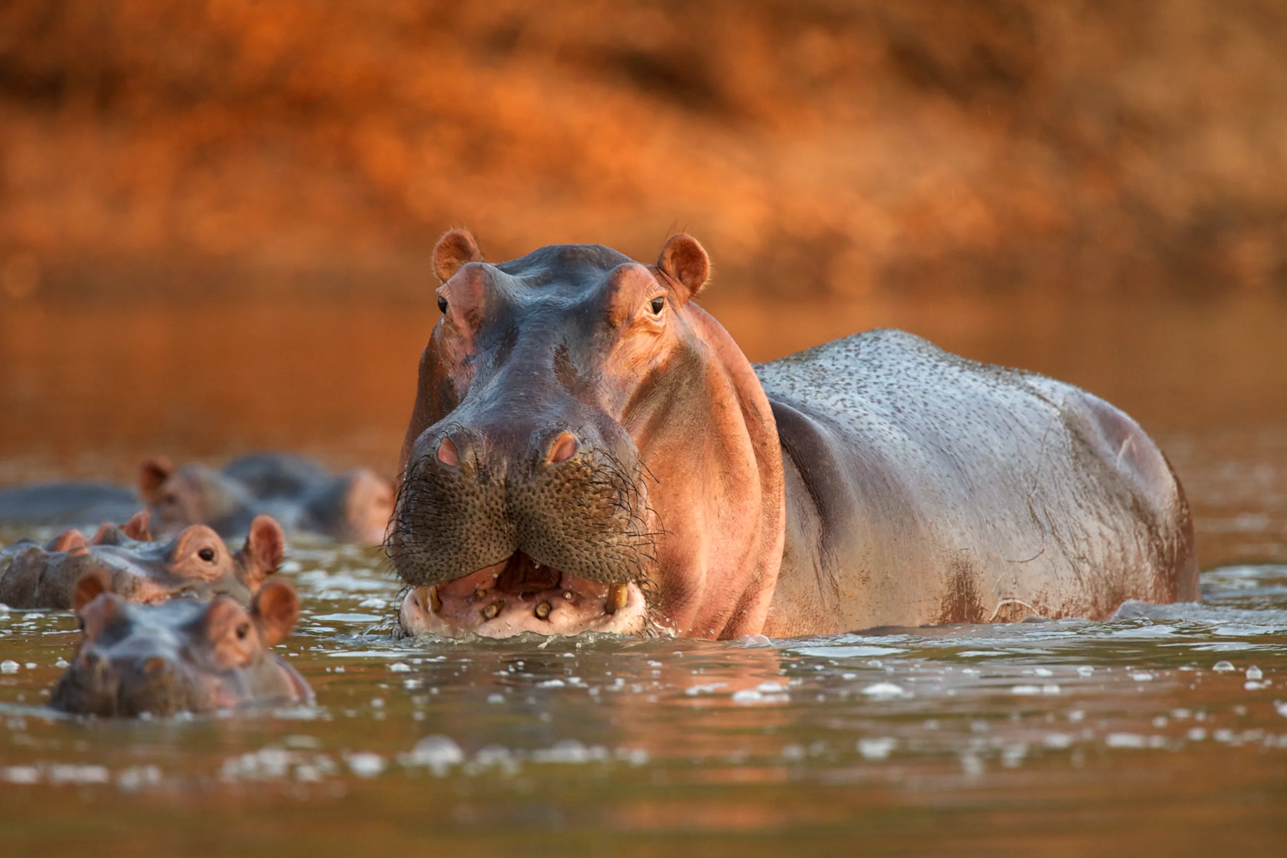 Hippopotamus