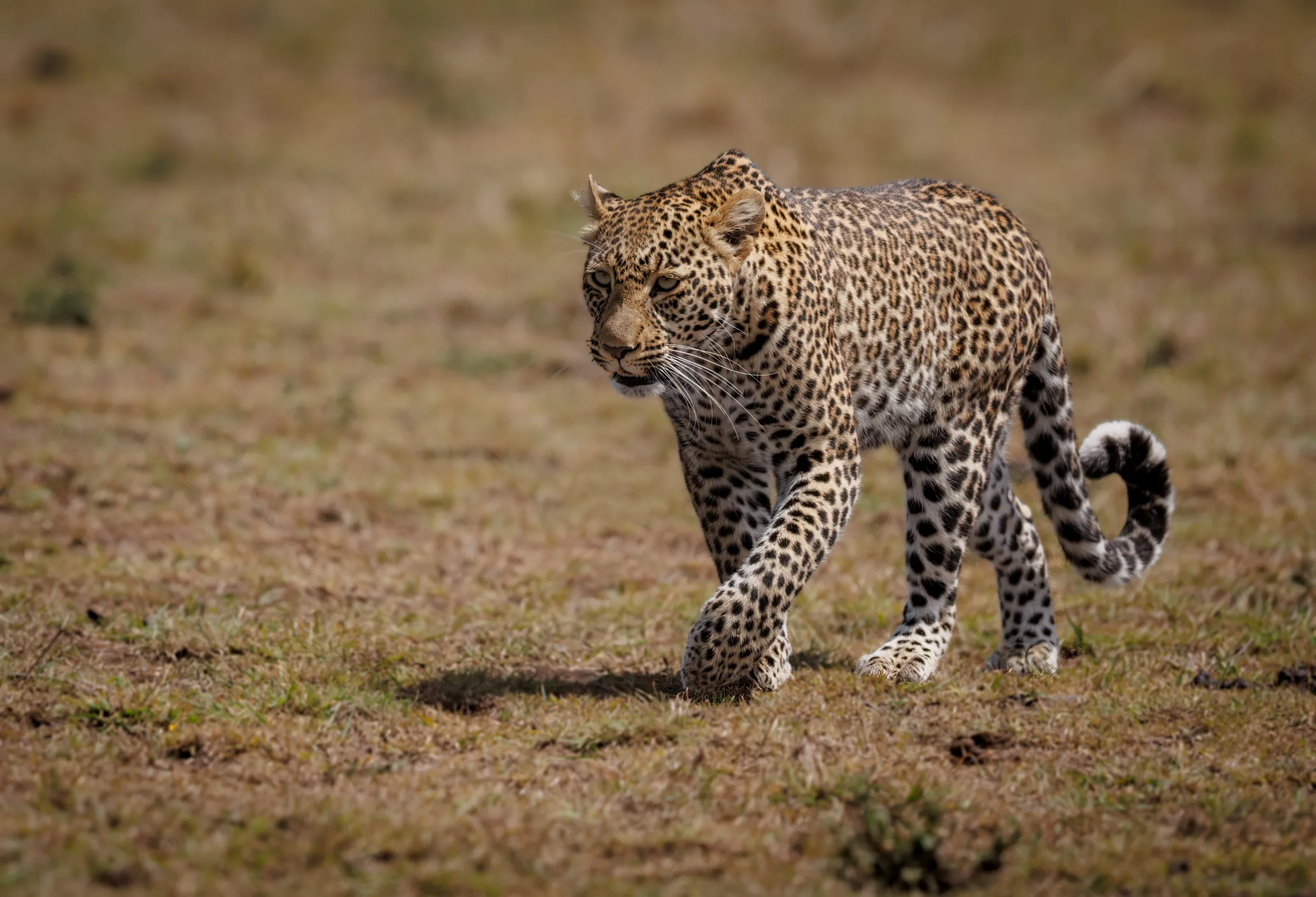 African Leopard (Panthera pardus)