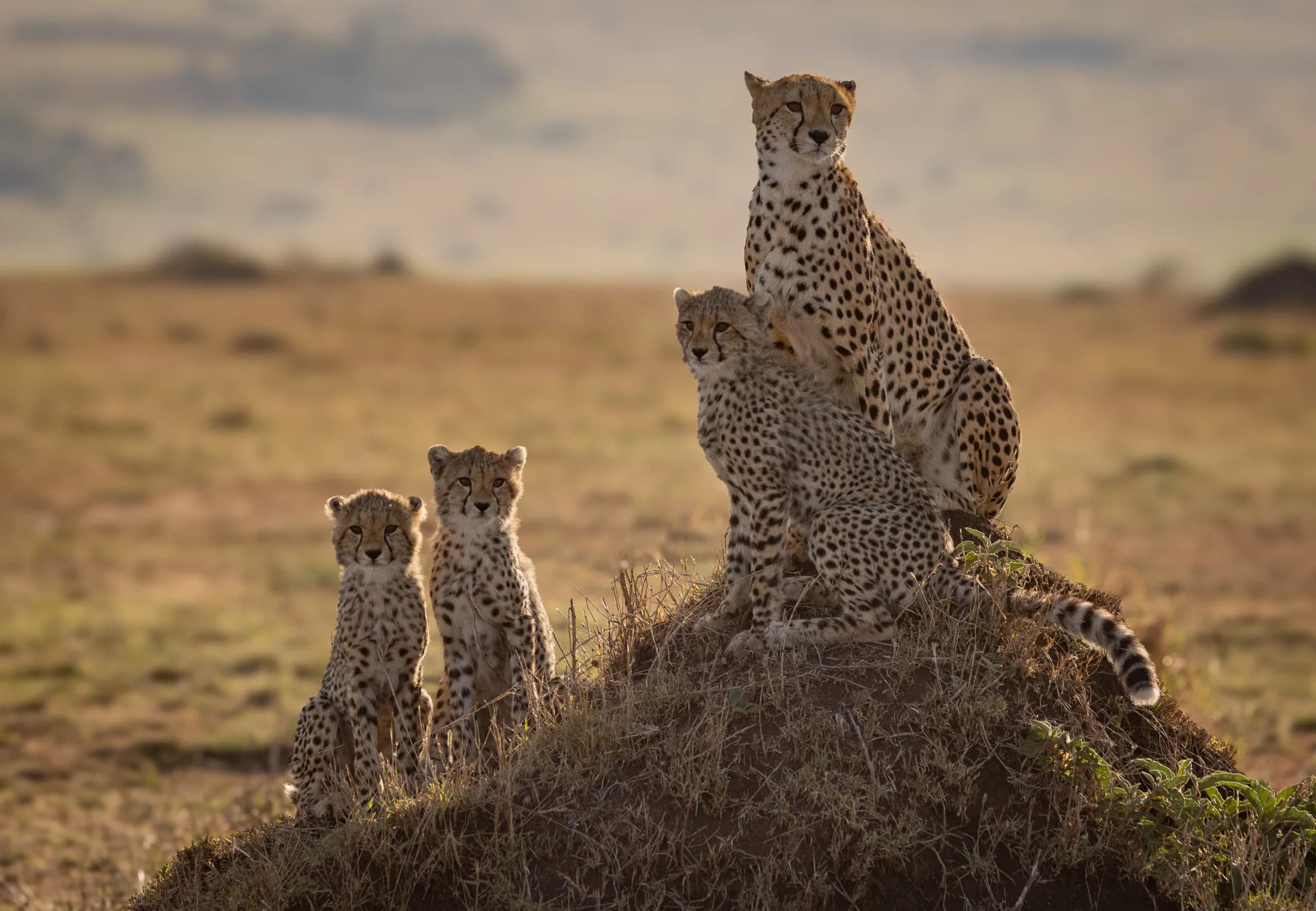 Honeymoon Safaris
