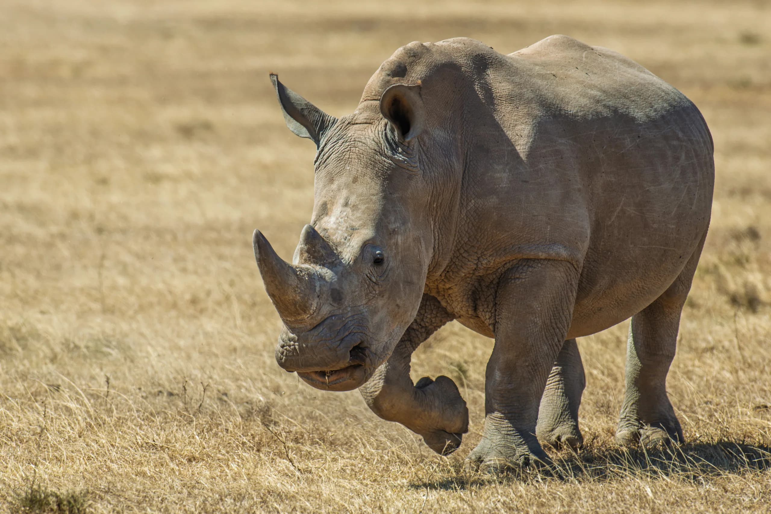 White Rhinoceros