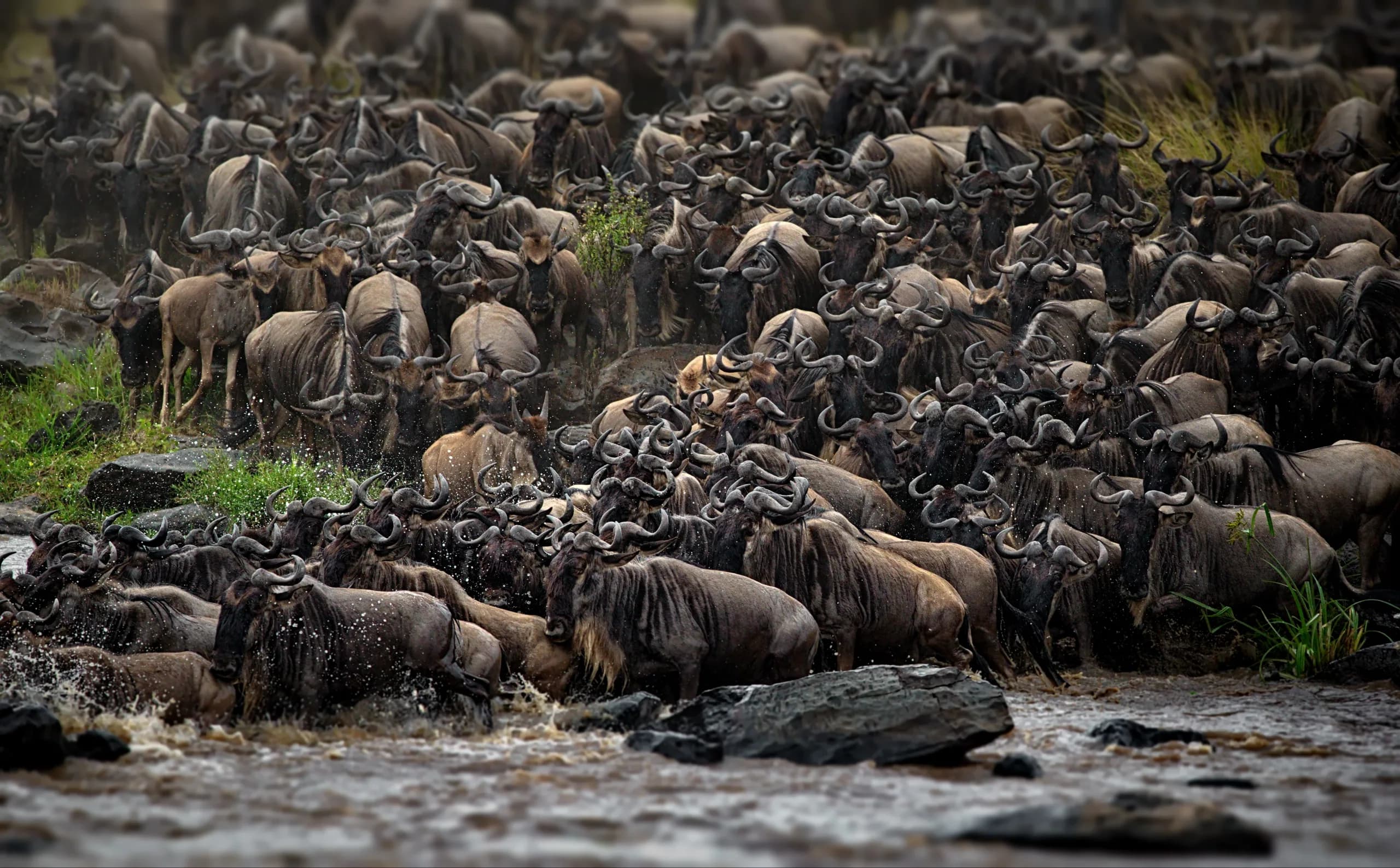 The Great Migration