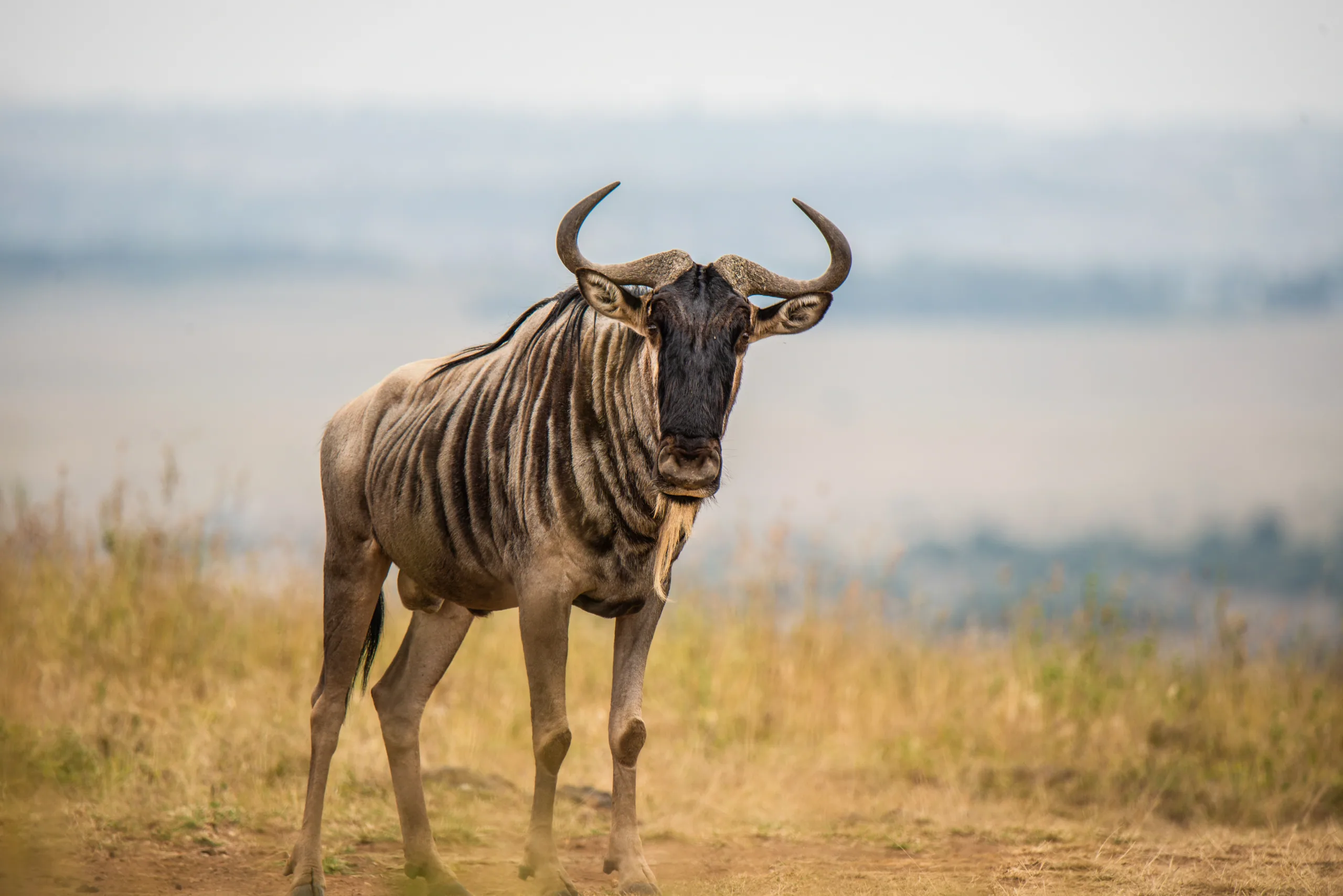 Blue Wildebeest