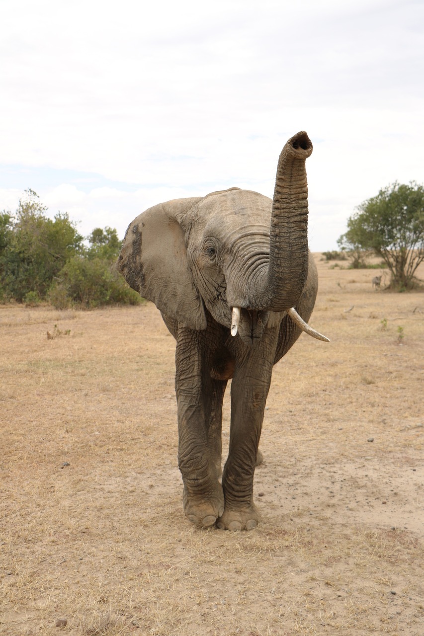 Tanzania Wilderness Odyssey