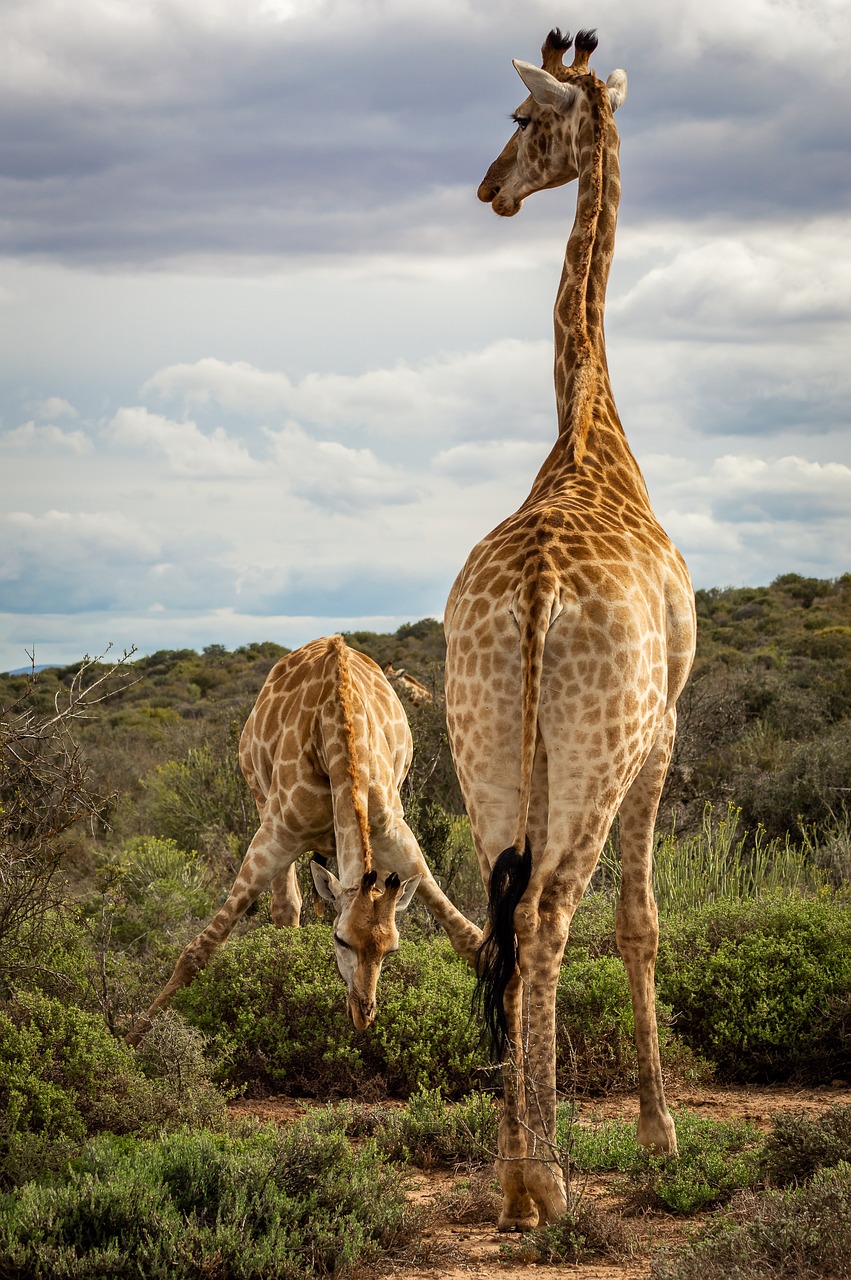 4 DAYS SAFARI