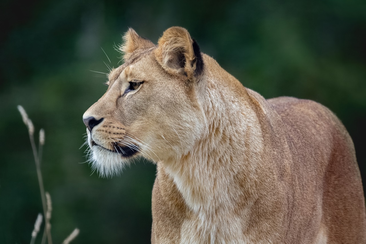 lion, animal, mammal-6665048.jpg