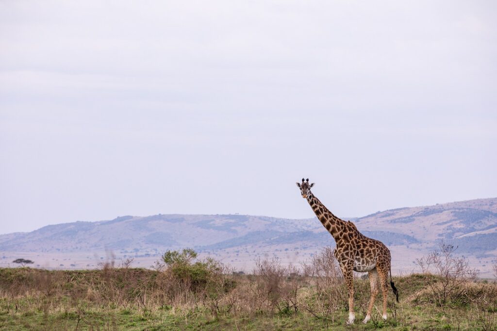 maasai mara, giraffe, great rift valley-7446949.jpg