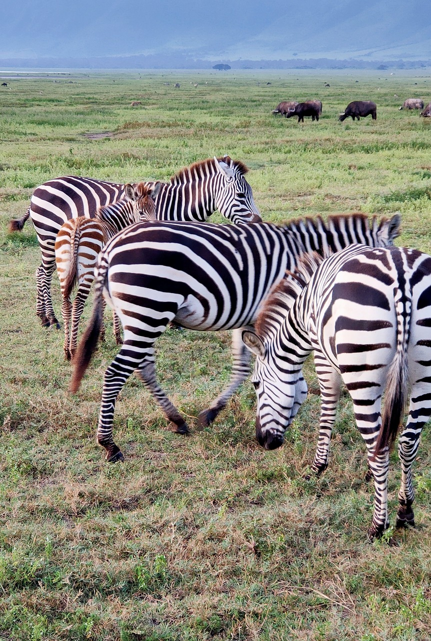 African Plains Adventure