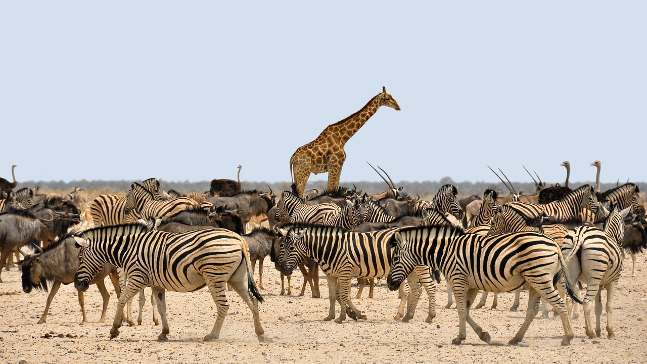Kenya Discovery Journey