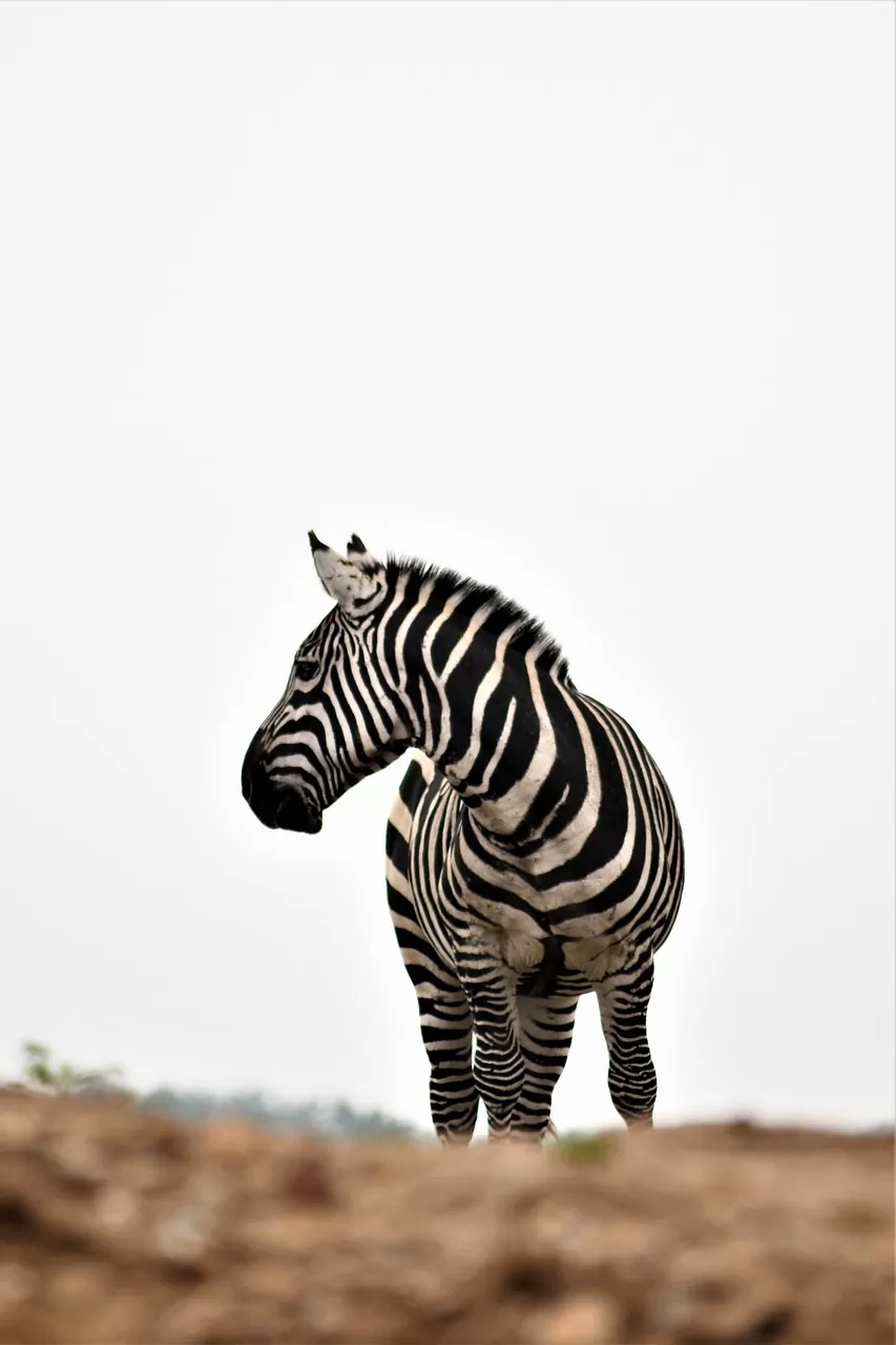 Wild Kenya Adventure