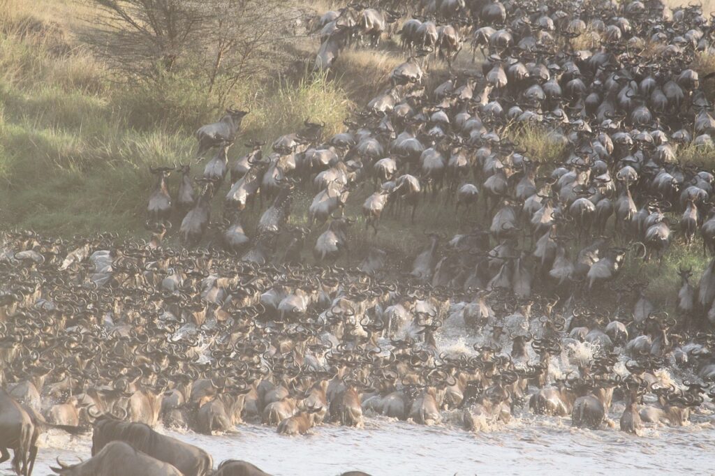 great migration, africa, animal-1021460.jpg