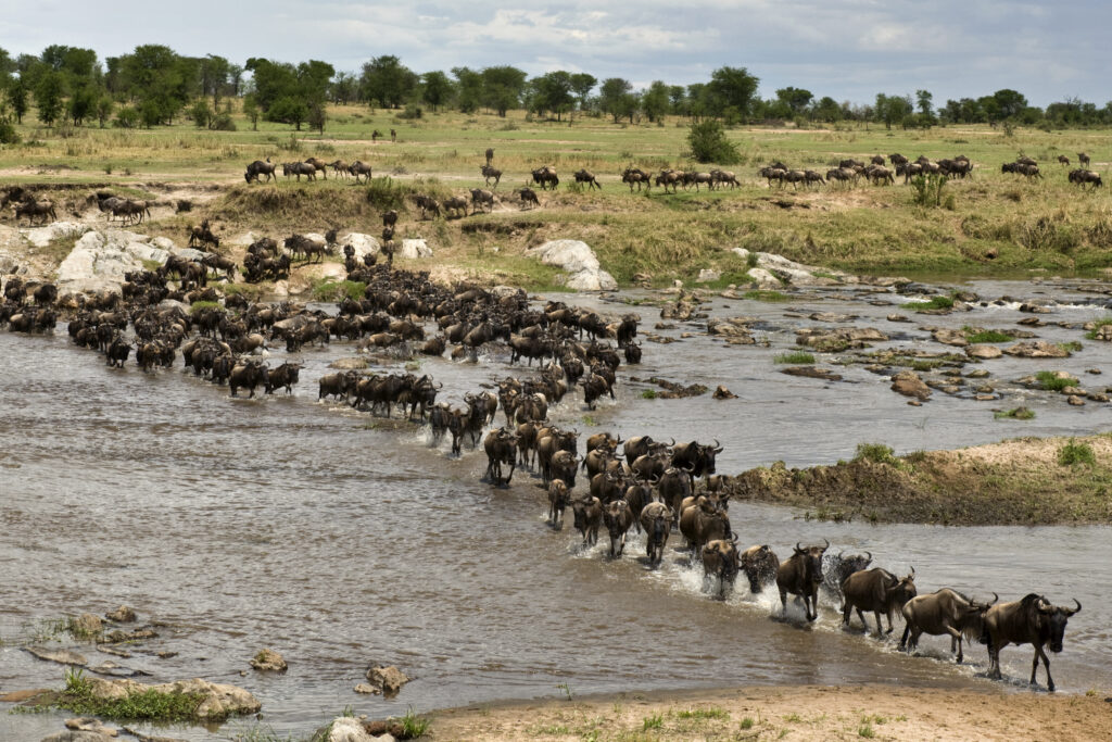 Green Season Safaris in Kenya and Tanzania