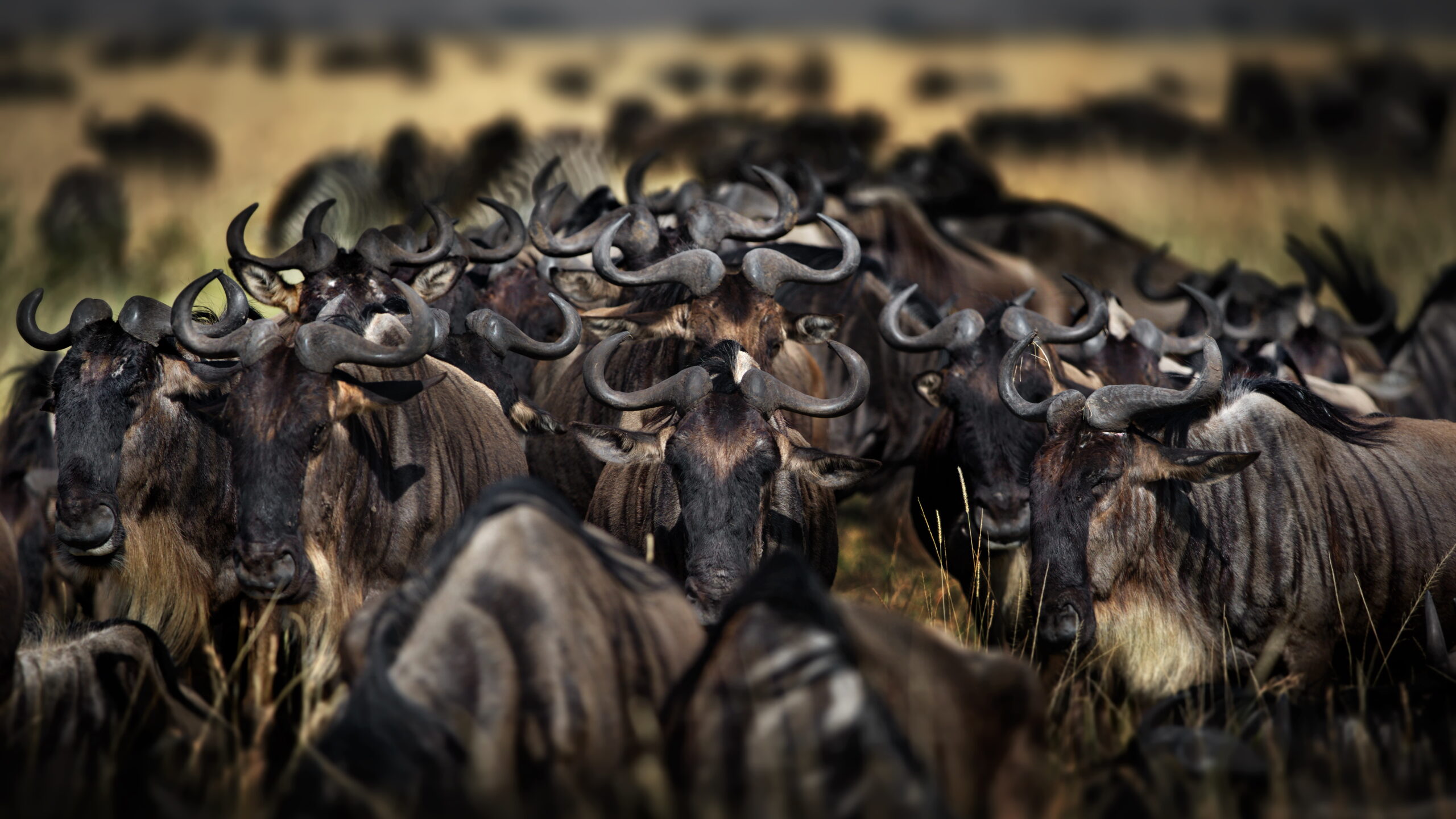 Masai Mara Experience