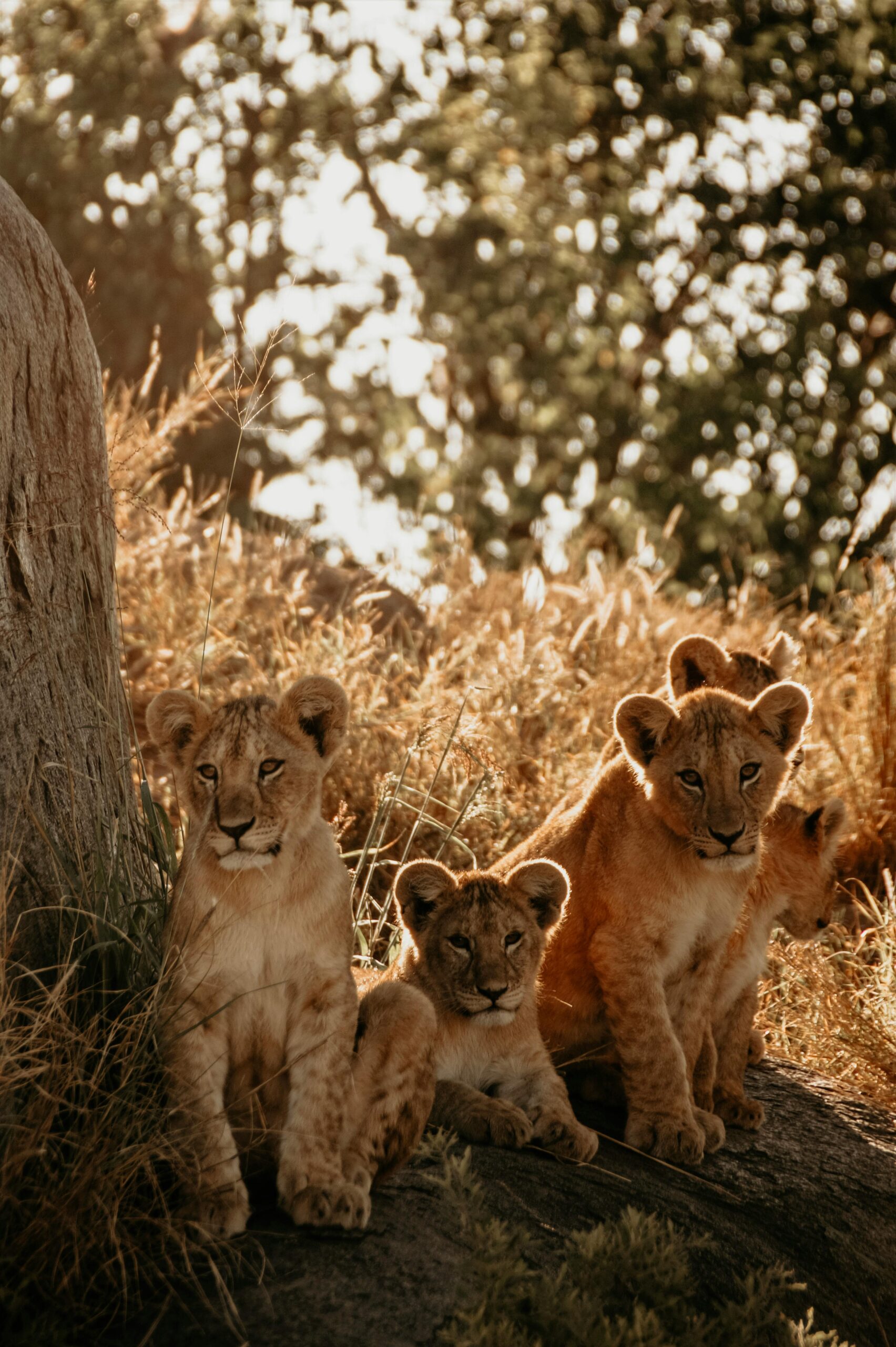 11 Days Safari + Zanzibar