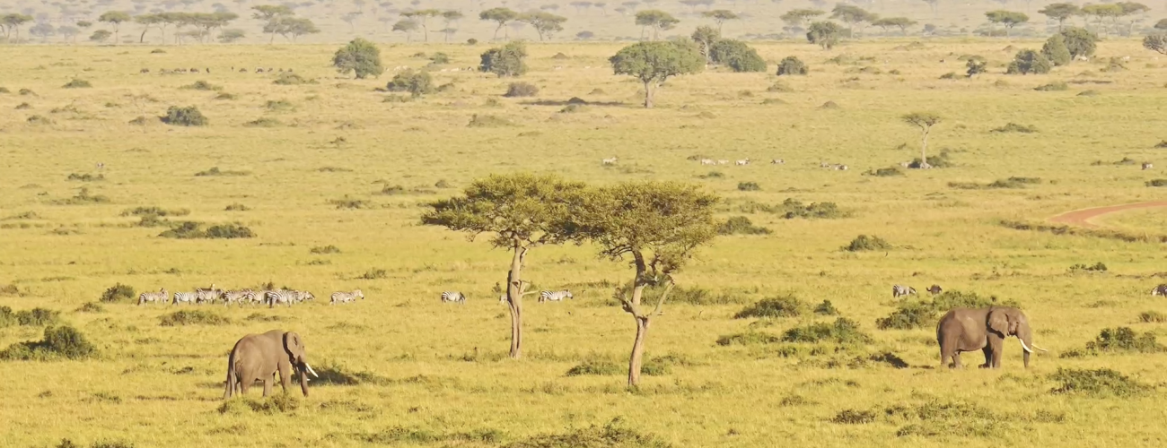 Kenya Safari Guide: Best Time to Visit kenya