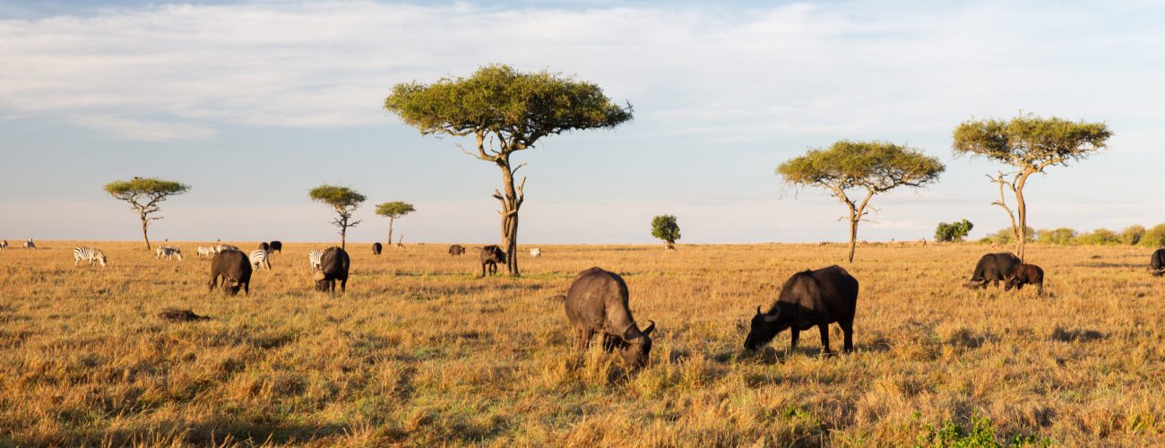 buffalo bulls grazing in savannah at africa animal, nature and wildlife concept - buffalo bulls grazing in maasai mara national reserve savannah at africa