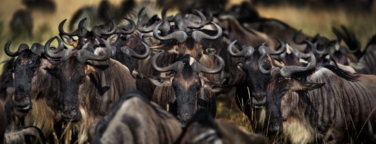 From the Savannah to the Serengeti – August is Almost Gone!