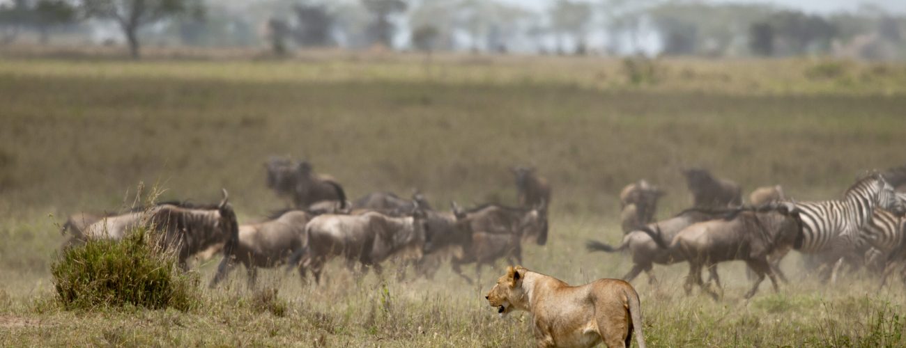 How to Plan Your First Safari