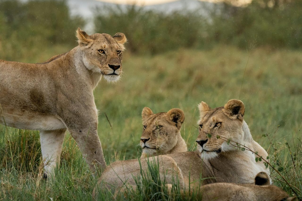 A group of lionesses resting in the savannah as the sun rises in Maasai Mara, Kenya.