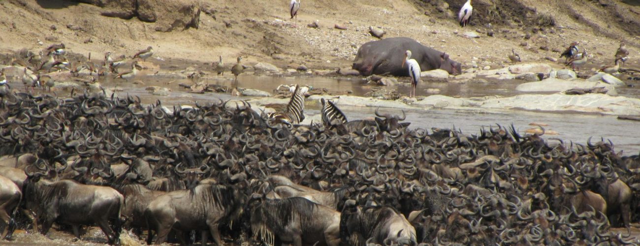A dramatic scene of wildebeest crossing a river during the great migration in Africa.
