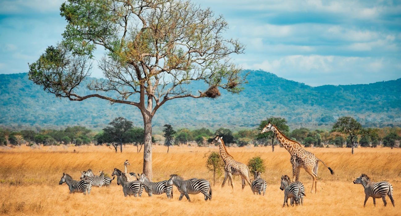Wild Giraffes and zebras together Wild Giraffes and zebras together in the savanna