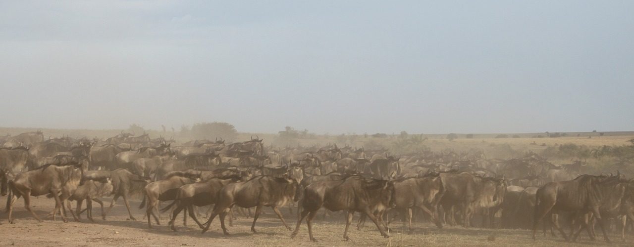 Best Time to Visit Masai Mara