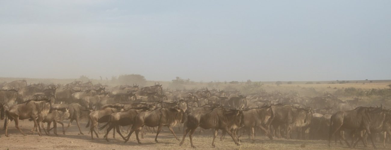 wildebeest migration, great migration, wildebeest-2322113.jpg