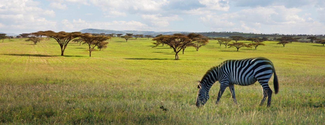 Green Season Safaris in Kenya and Tanzania